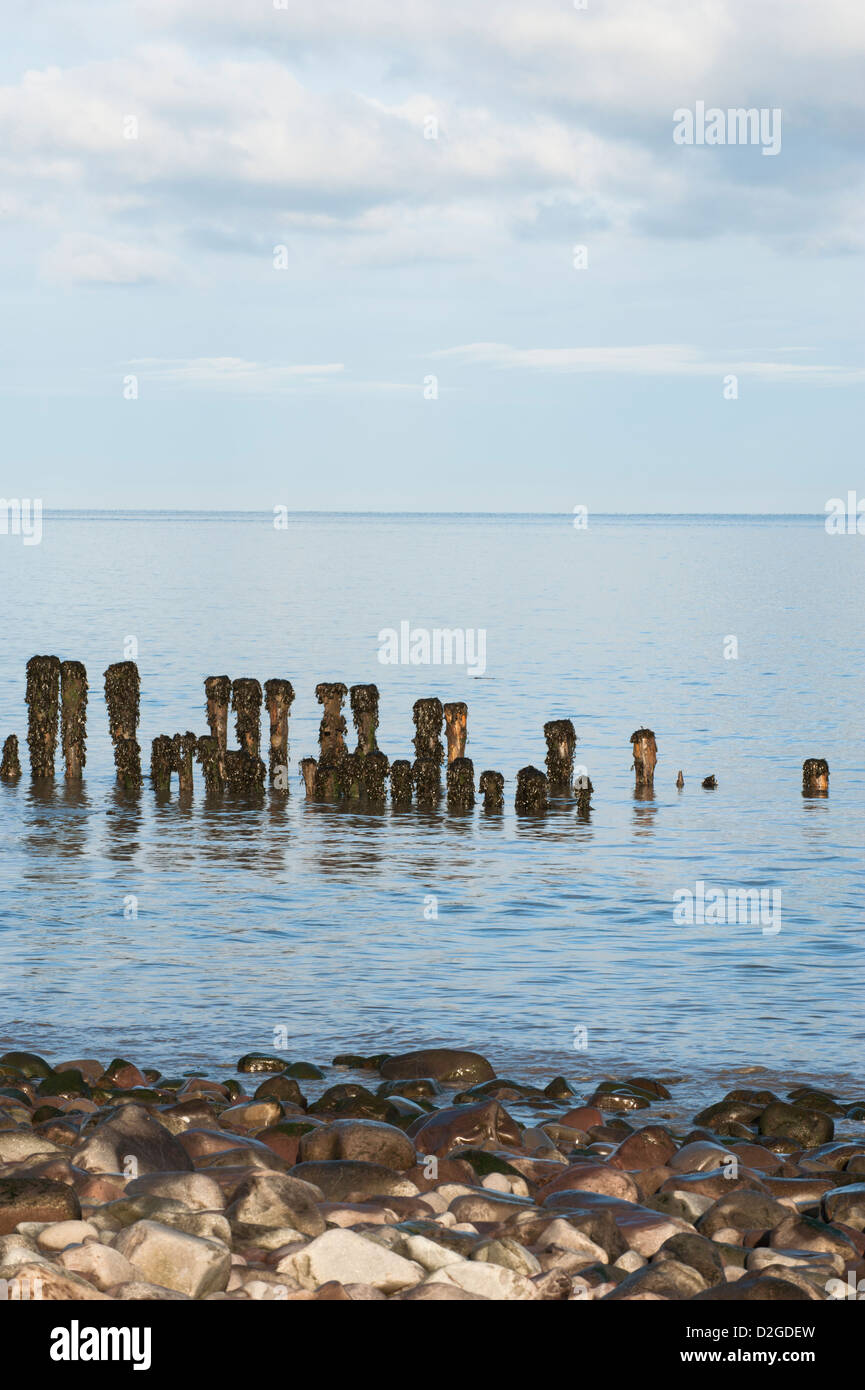 Erosi groyne in legno o frangiflutti sulla spiaggia di Porlock Weir, Somerset, Inghilterra, Regno Unito Foto Stock