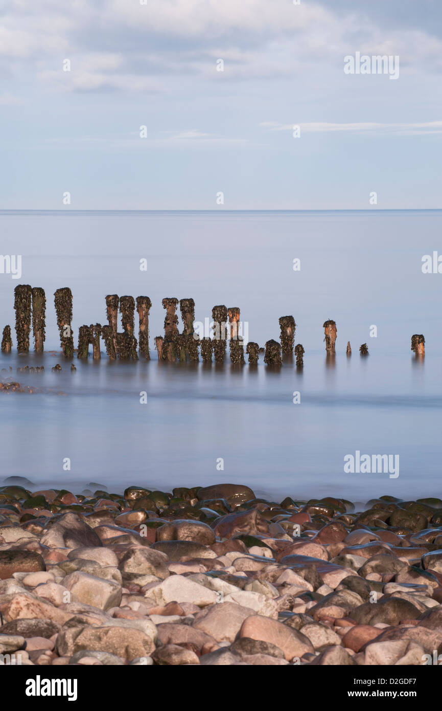 Erosi groyne in legno o frangiflutti sulla spiaggia di Porlock Weir, Somerset, Inghilterra, Regno Unito Foto Stock