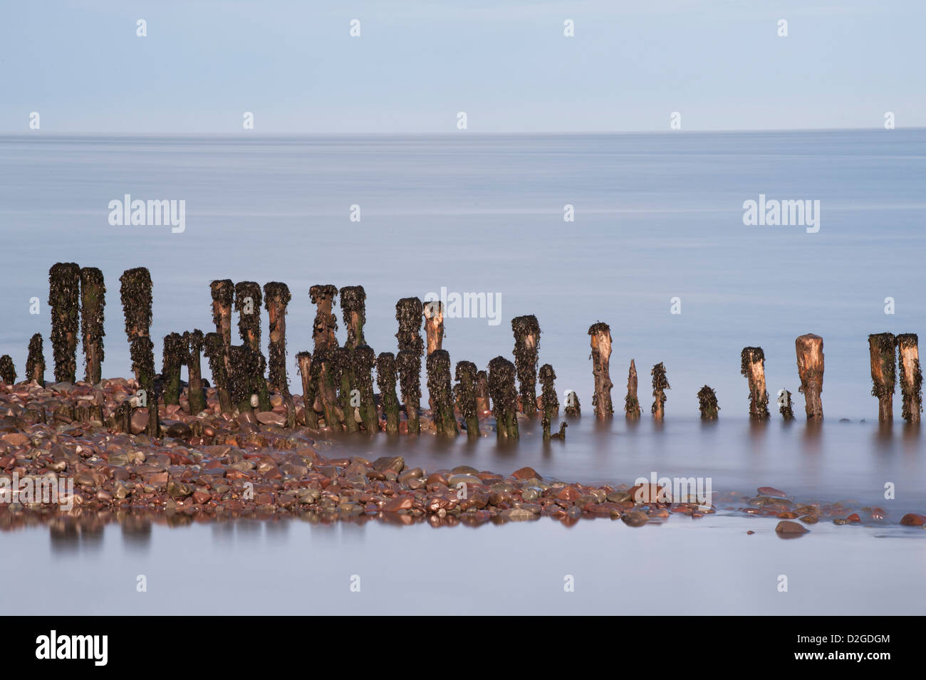 Erosi groyne in legno o frangiflutti sulla spiaggia di Porlock Weir, Somerset, Inghilterra, Regno Unito Foto Stock