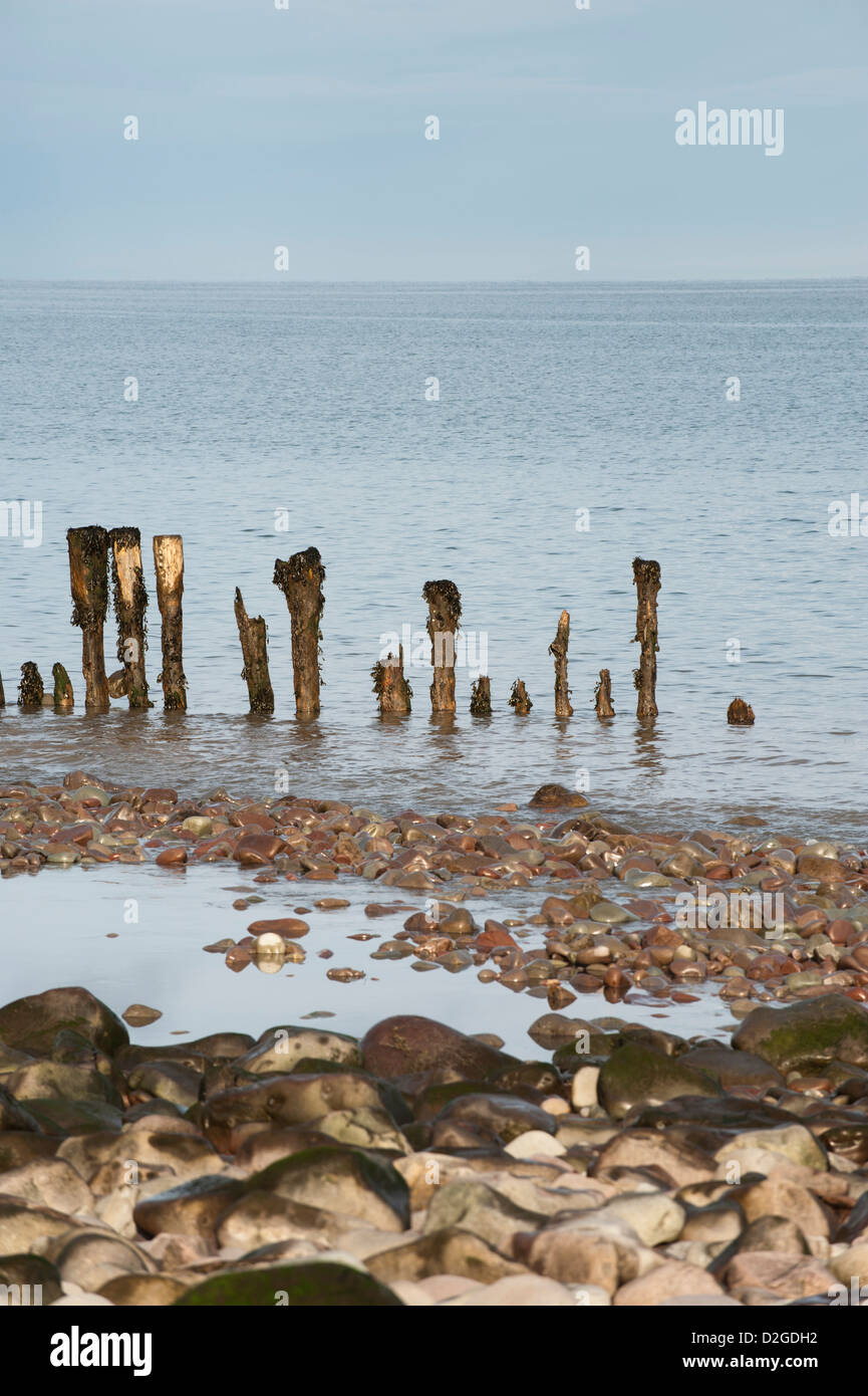 Erosi groyne in legno o frangiflutti sulla spiaggia di Porlock Weir, Somerset, Inghilterra, Regno Unito Foto Stock