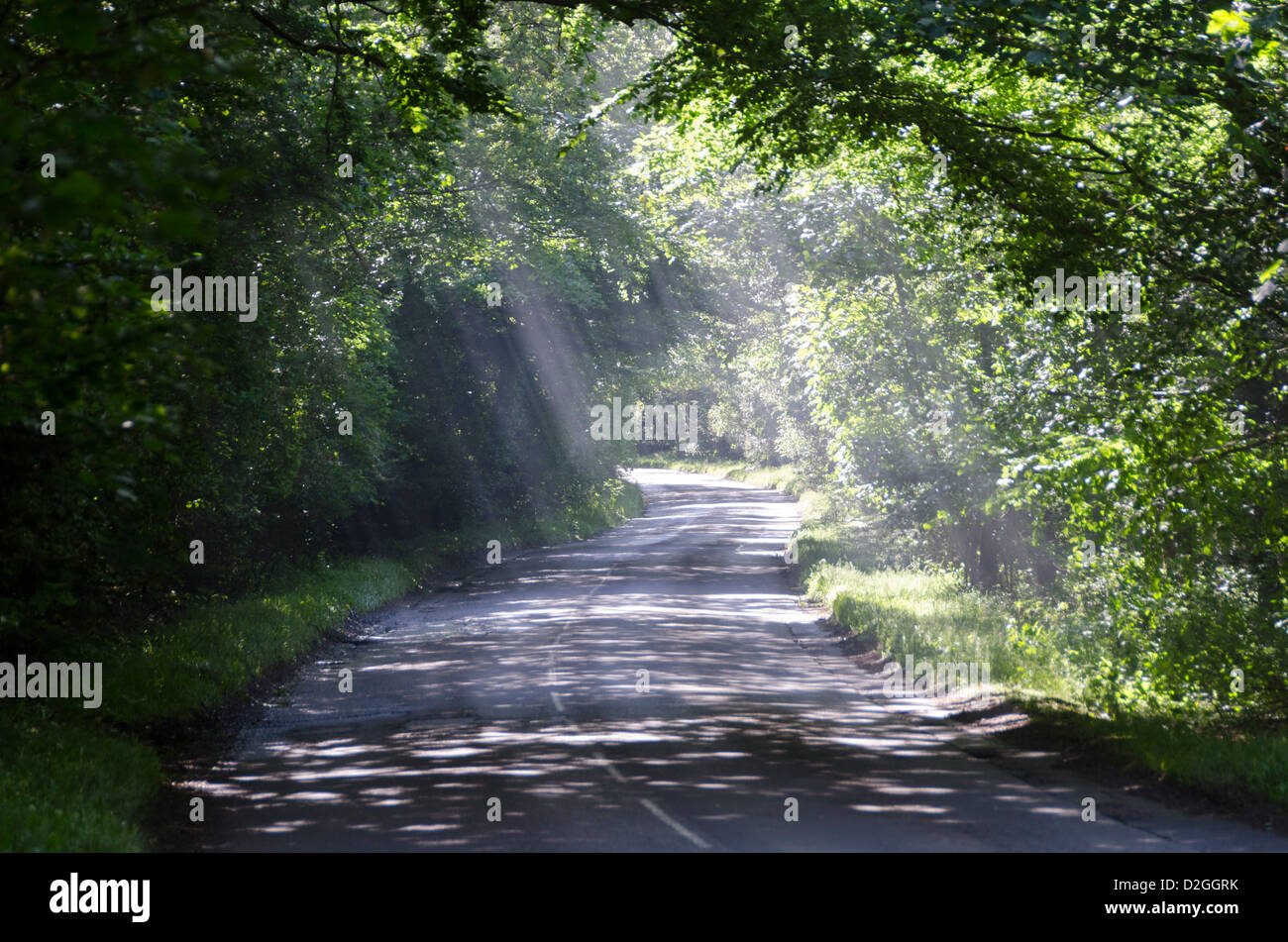 I raggi di sole che splende attraverso gli alberi su Vicolo del paese, vicino a Wych Cross, Forest Row, Ashdown Forest, Sussex, Inghilterra Foto Stock