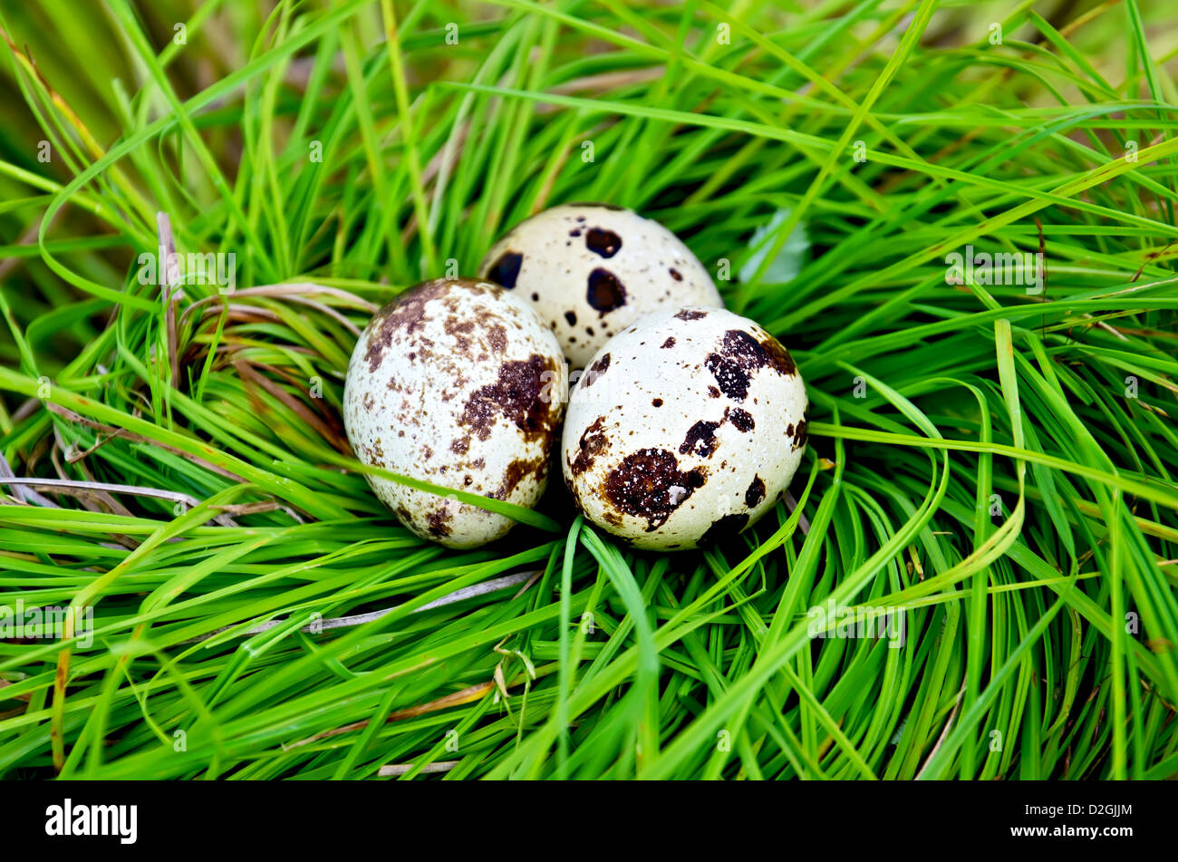 Tre spotted uova di quaglia in un nido di erba verde Foto Stock