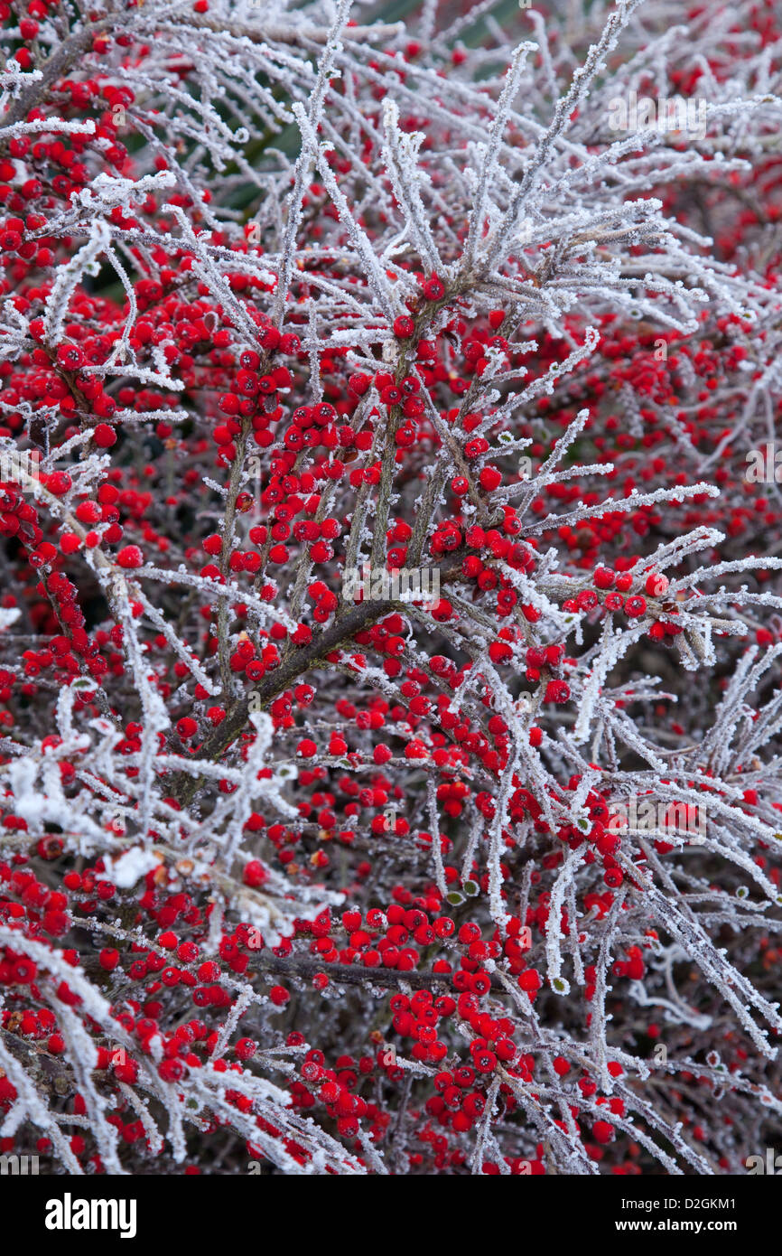 Inverno Cotoneaster fruttato arbusto sempreverde coperti in una trasformata per forte gradiente frost Foto Stock