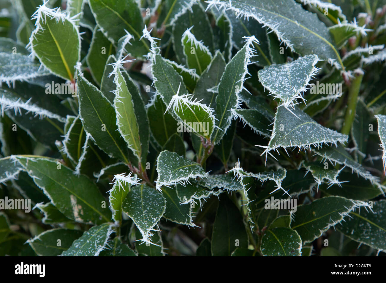Sempreverde arbusto della baia in frost Foto Stock