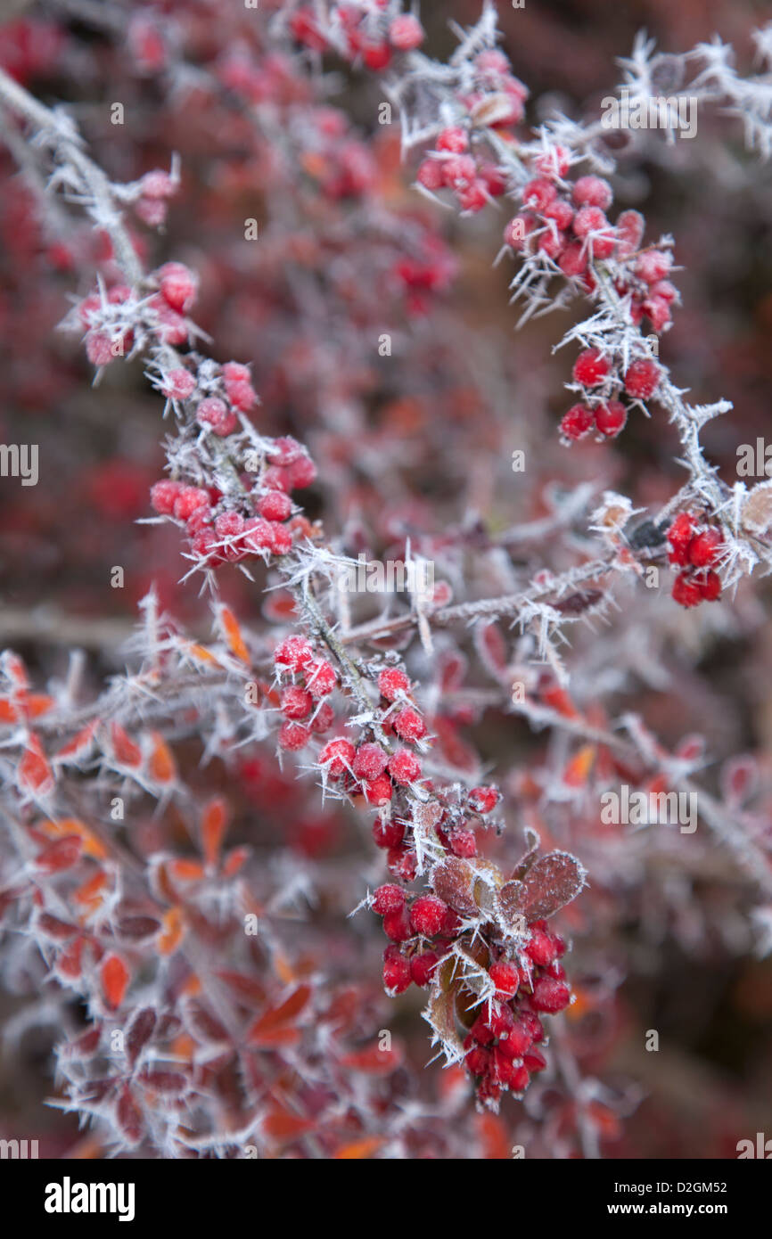 Berberis selvatici contemplati in una trasformata per forte gradiente frost di ghiaccio con bacche rosse Foto Stock