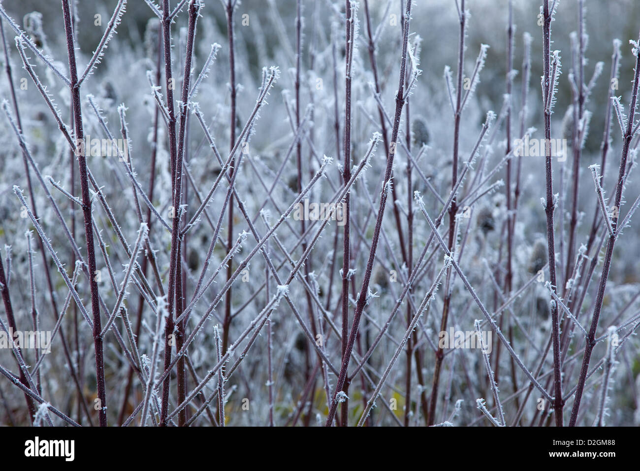 Wild inverno hogweed impianti disciplinati nel gelido trasformata per forte gradiente frost Foto Stock