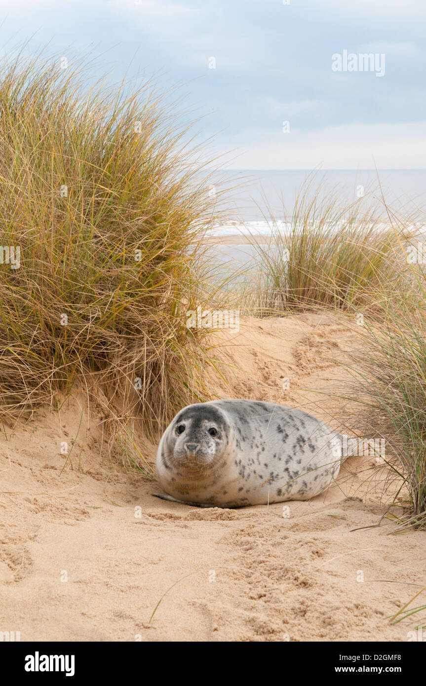 Guarnizione grigio [Halichoerus grypus] Pup. Dicembre. Norfolk. Dopo la muta in pelliccia per adulti. Tra Horsey Gap e Winterton dune. Foto Stock