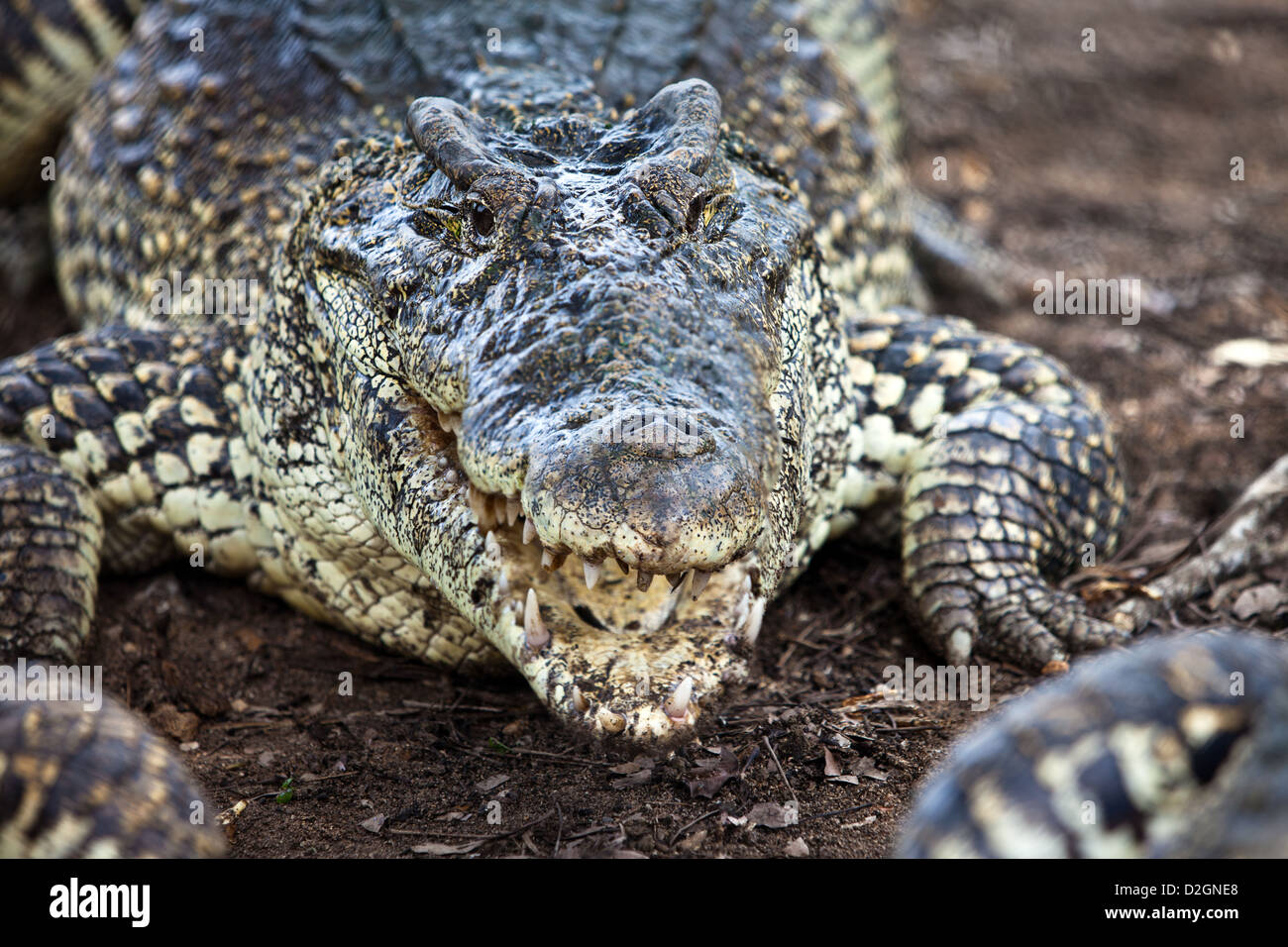 Coccodrillo americano su un bue Foto Stock