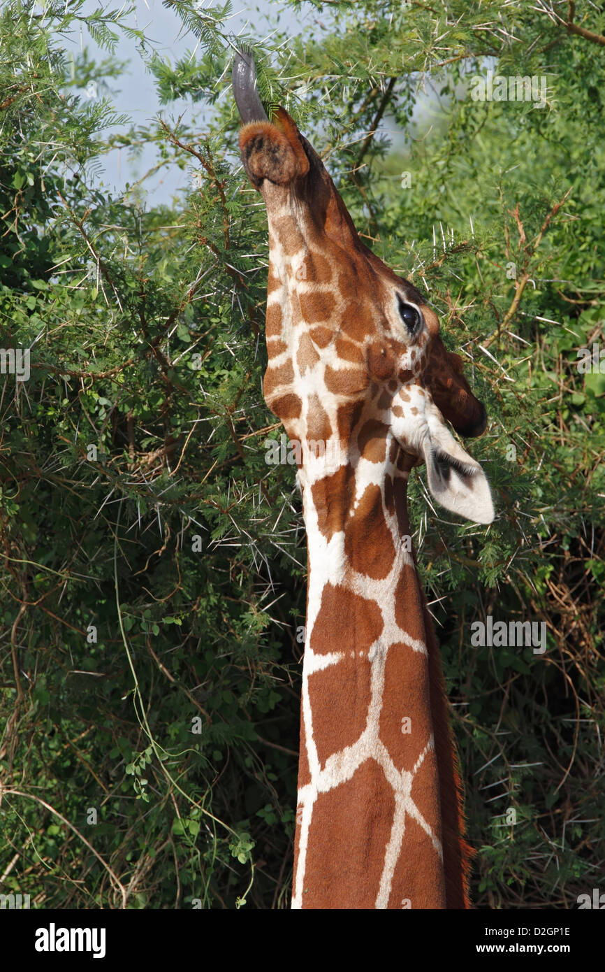 Giraffa reticolata Samburu Riserva nazionale del Kenya Foto Stock