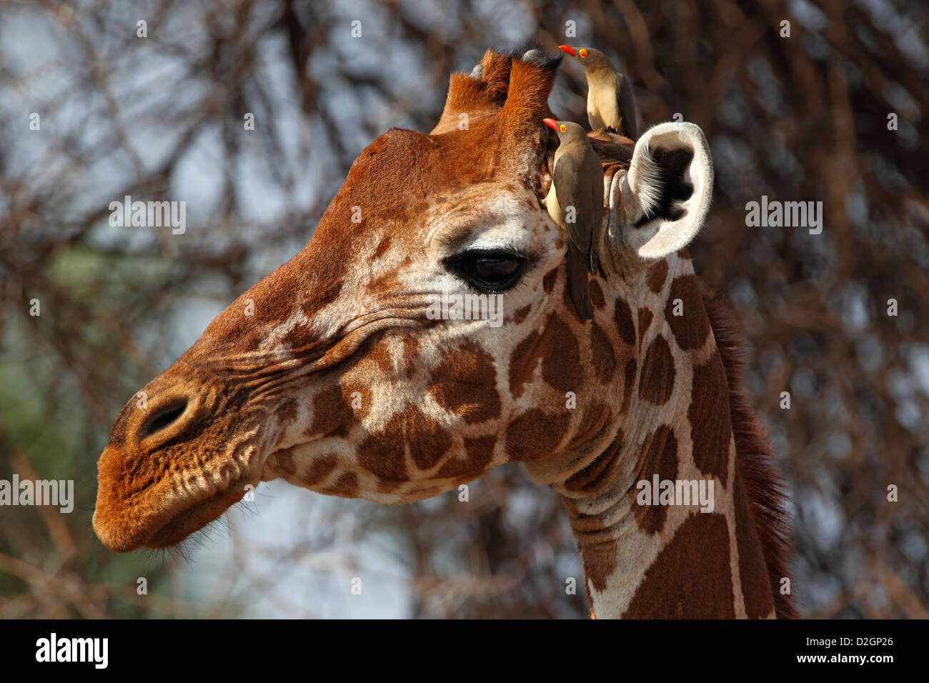 Giraffa reticolata, Samburu Riserva nazionale del Kenya. Foto Stock
