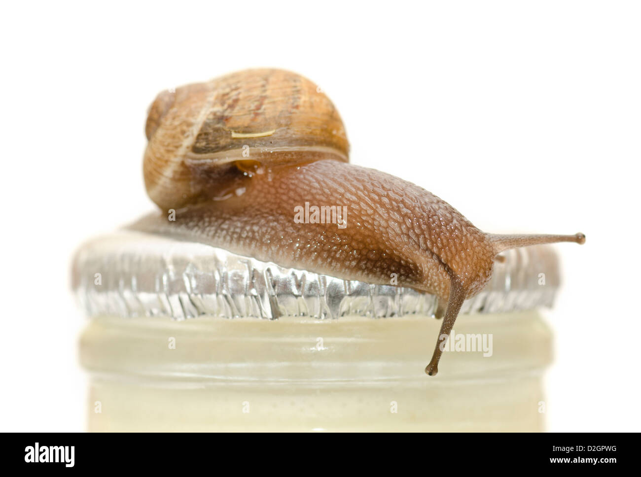 Va a passo di lumaca sulla bottiglia di latte Cornu aspersum Foto Stock