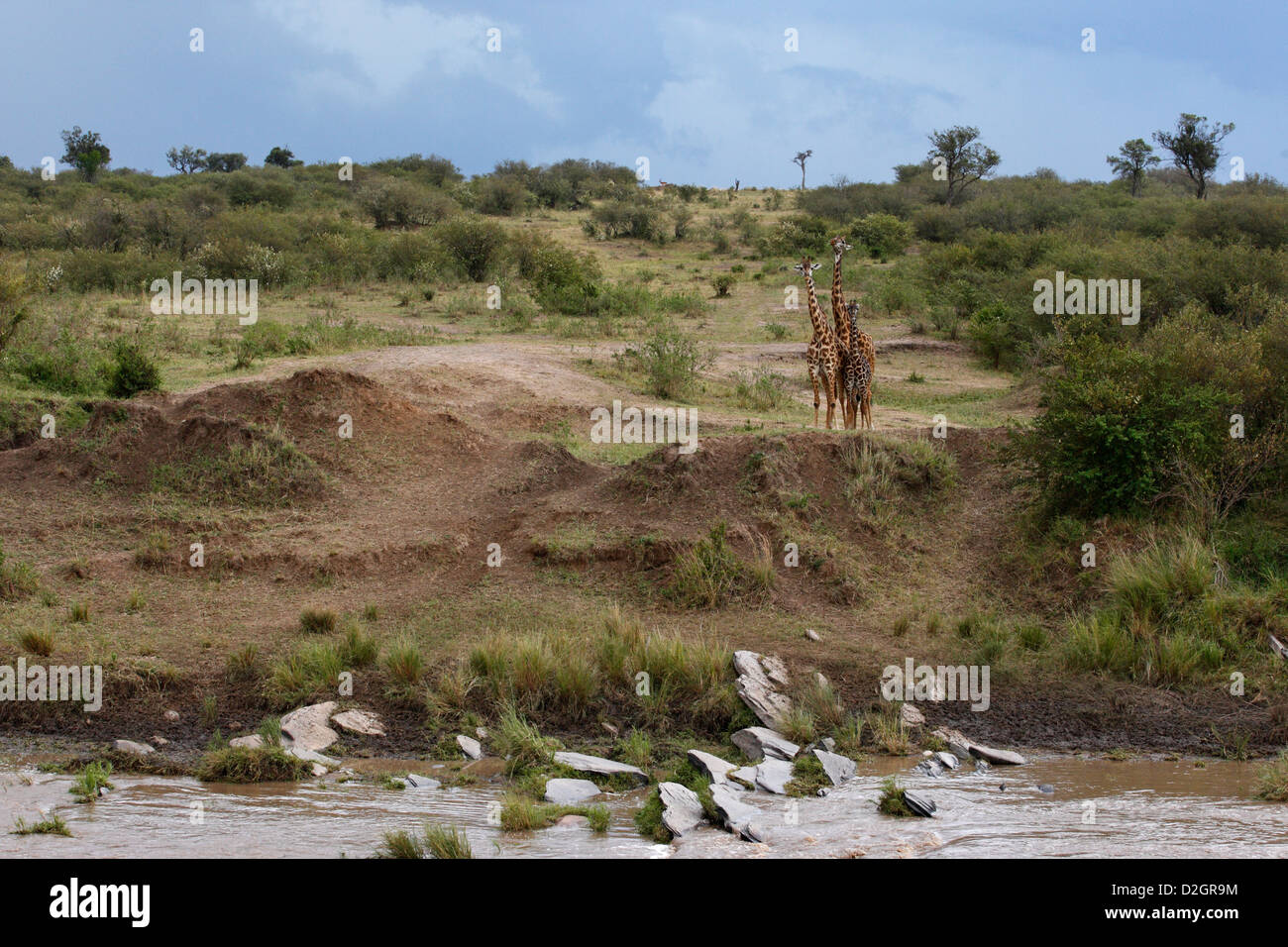 Le giraffe nel Masai Mara paesaggio, Kenya. Le giraffe permanente al fiume Talek. Foto Stock