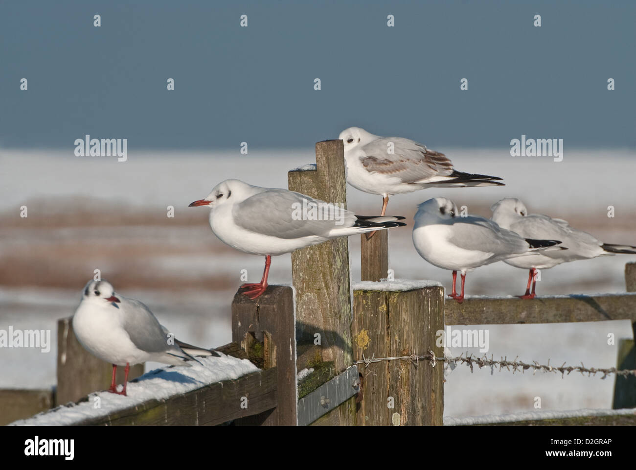 A testa nera Gabbiani appollaiato sulla recinzione costiere in inverno la neve Foto Stock