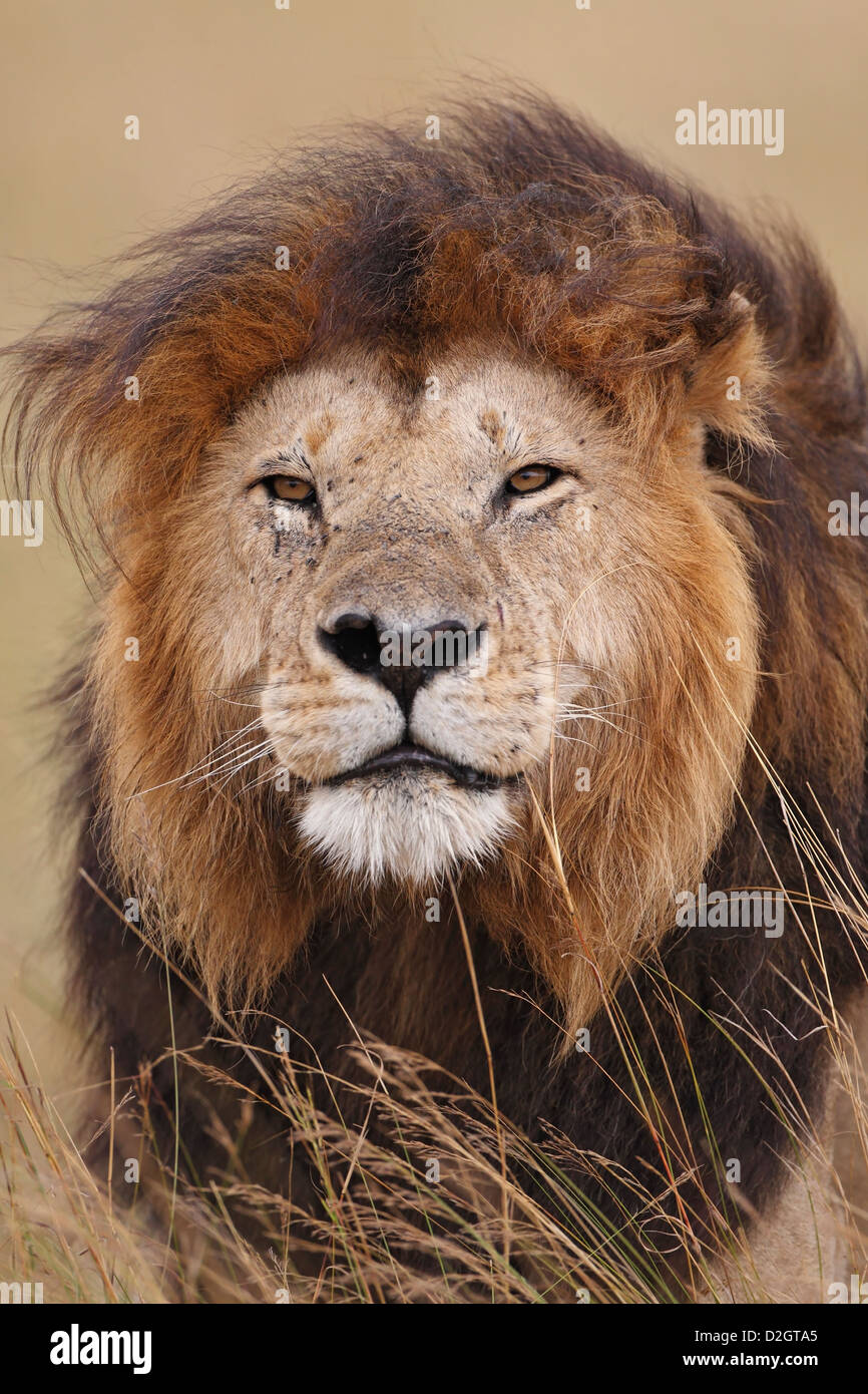 Una posizione dominante Masai Mara lion, ritratto. Kenya. big mane Foto Stock