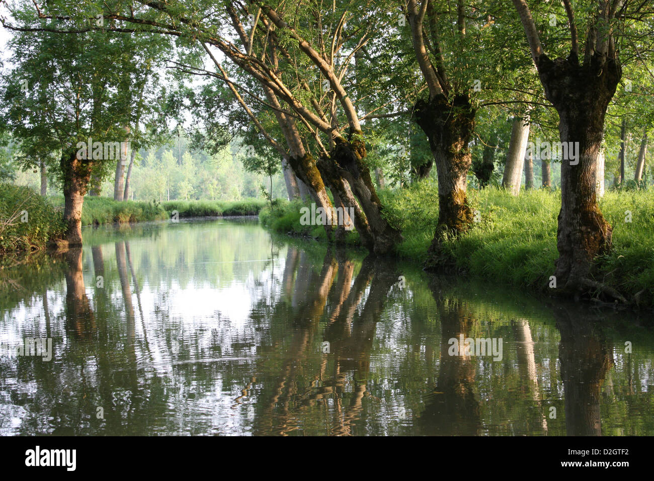 Sera riflessioni nel canale di alberi pollarded nel Marais Poitevin, vicino Coulon in Deux-Sevres, Francia, preso da punt Foto Stock