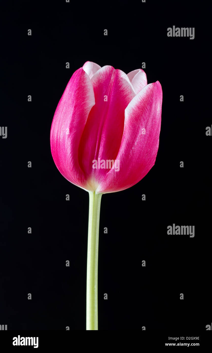 Unico tulipano rosa su sfondo nero Foto Stock