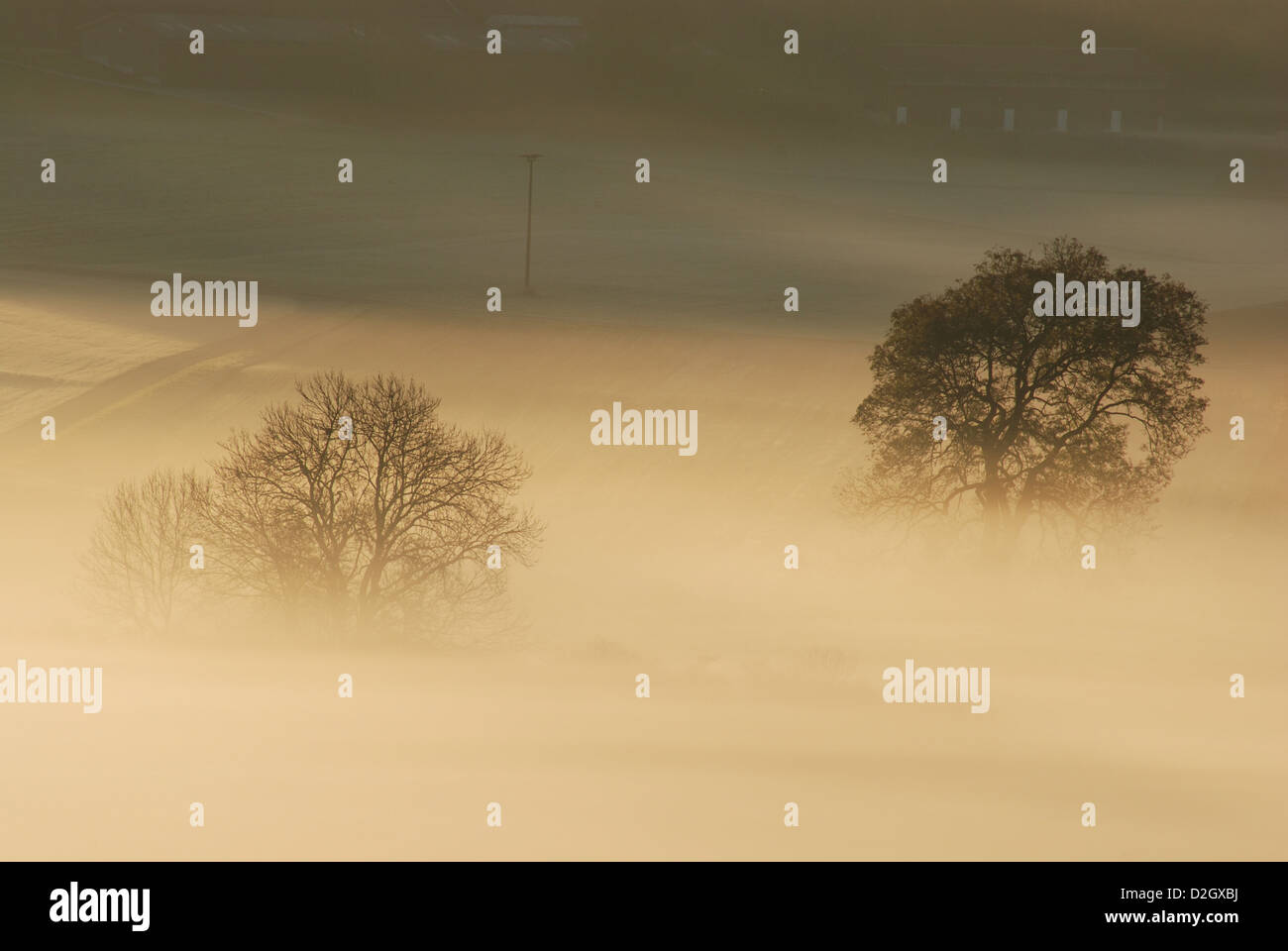 Mattina tra Salmendingen nel Giura Svevo, alberi nella nebbia, Foto Stock