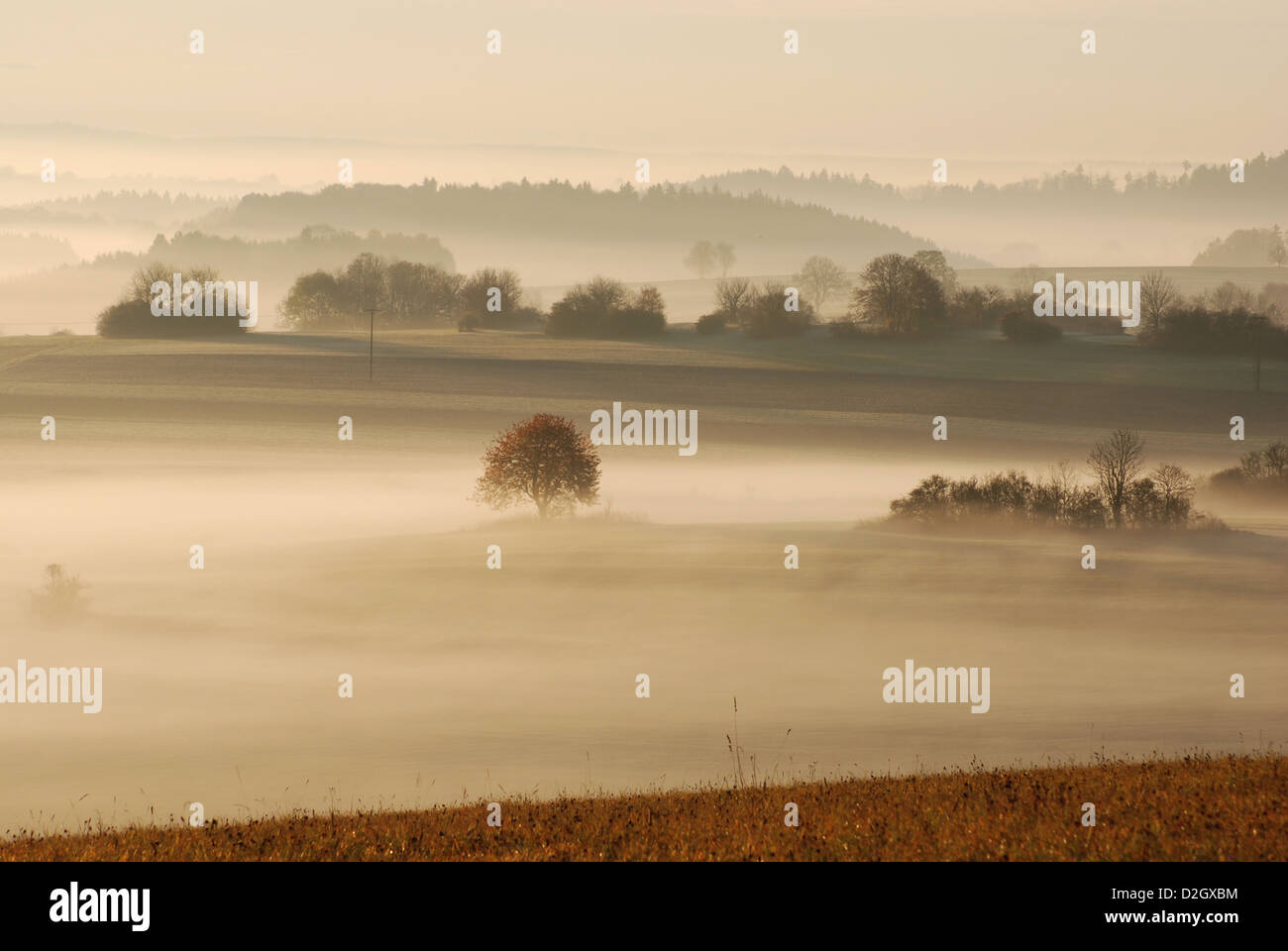 Mattina tra Salmendingen nel Giura Svevo, alberi nella nebbia, Foto Stock
