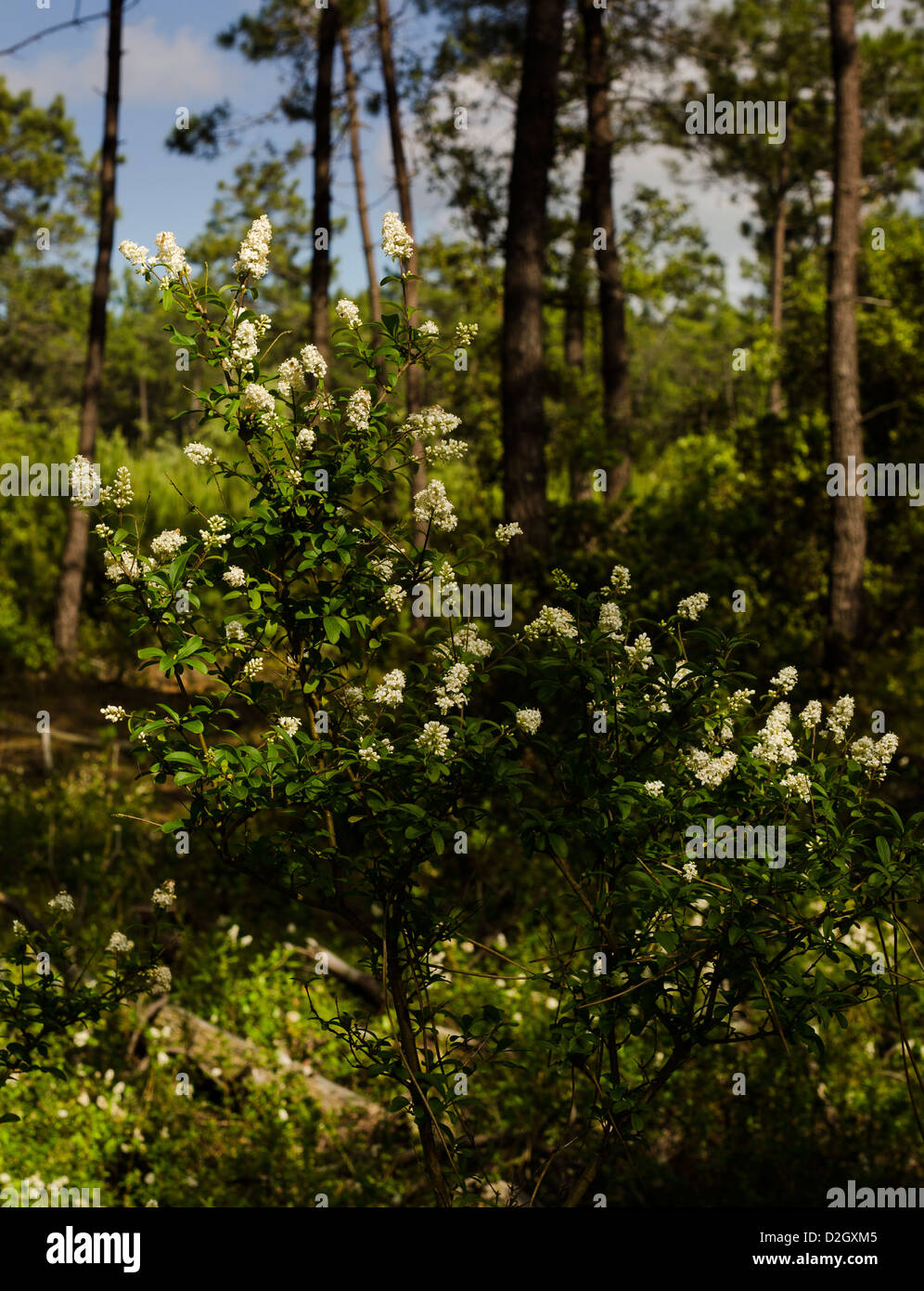 Foresta, Francia Foto Stock