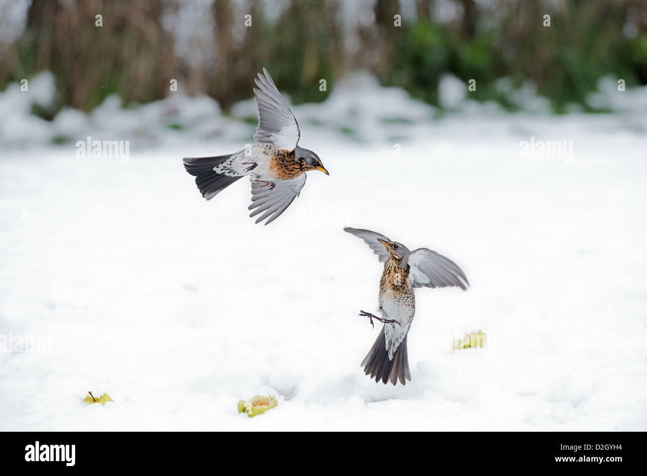 Coppia di cesene, Turdus pilaris, in lotta per il cibo, nella neve. L'inverno. Regno Unito Foto Stock