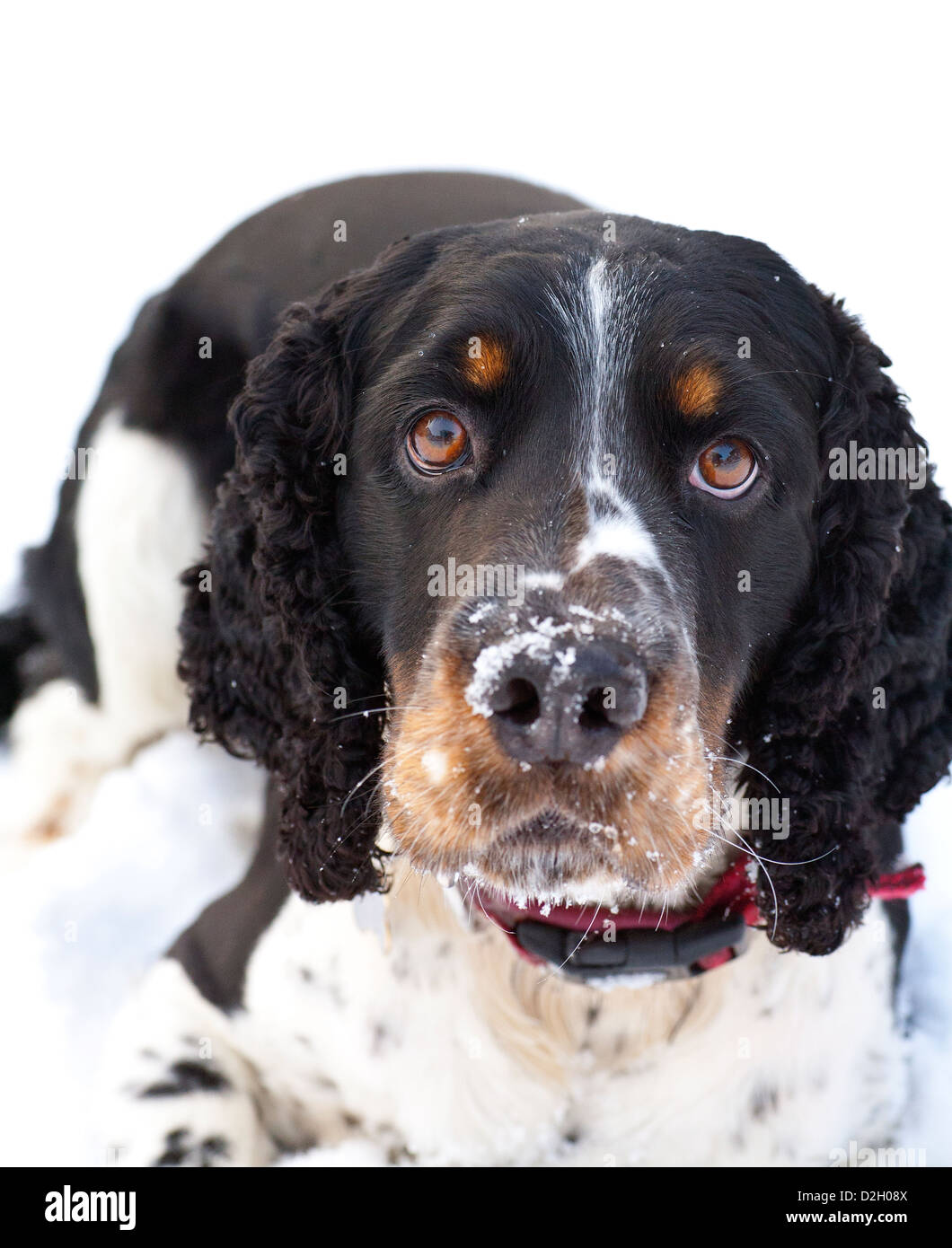 In attesa di giocare nella neve ancora una volta, Springer spaniel cane aspetta ancora una palla di neve per essere gettato per lui Foto Stock