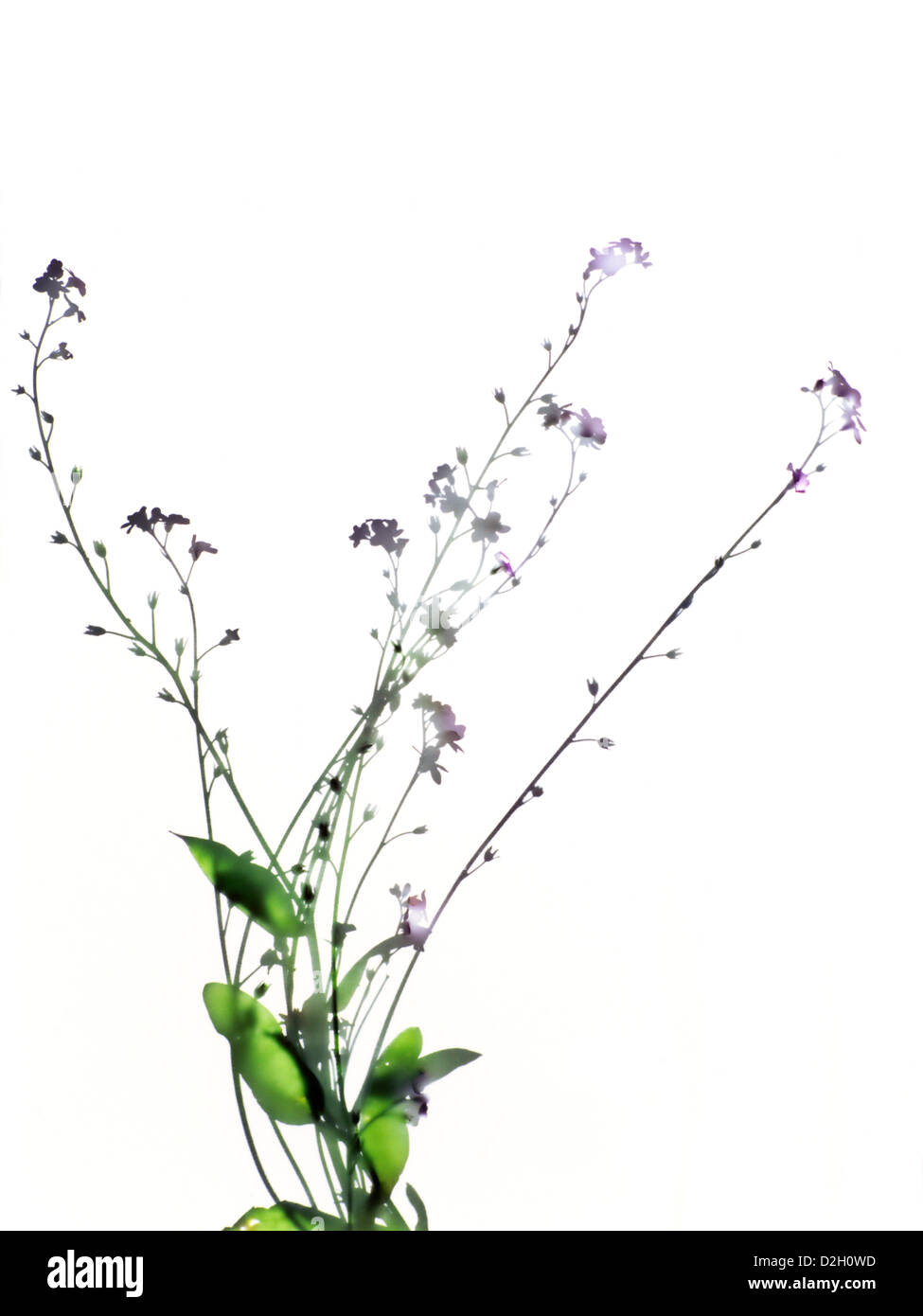 Fotogramma di Dimenticare me not Foto Stock