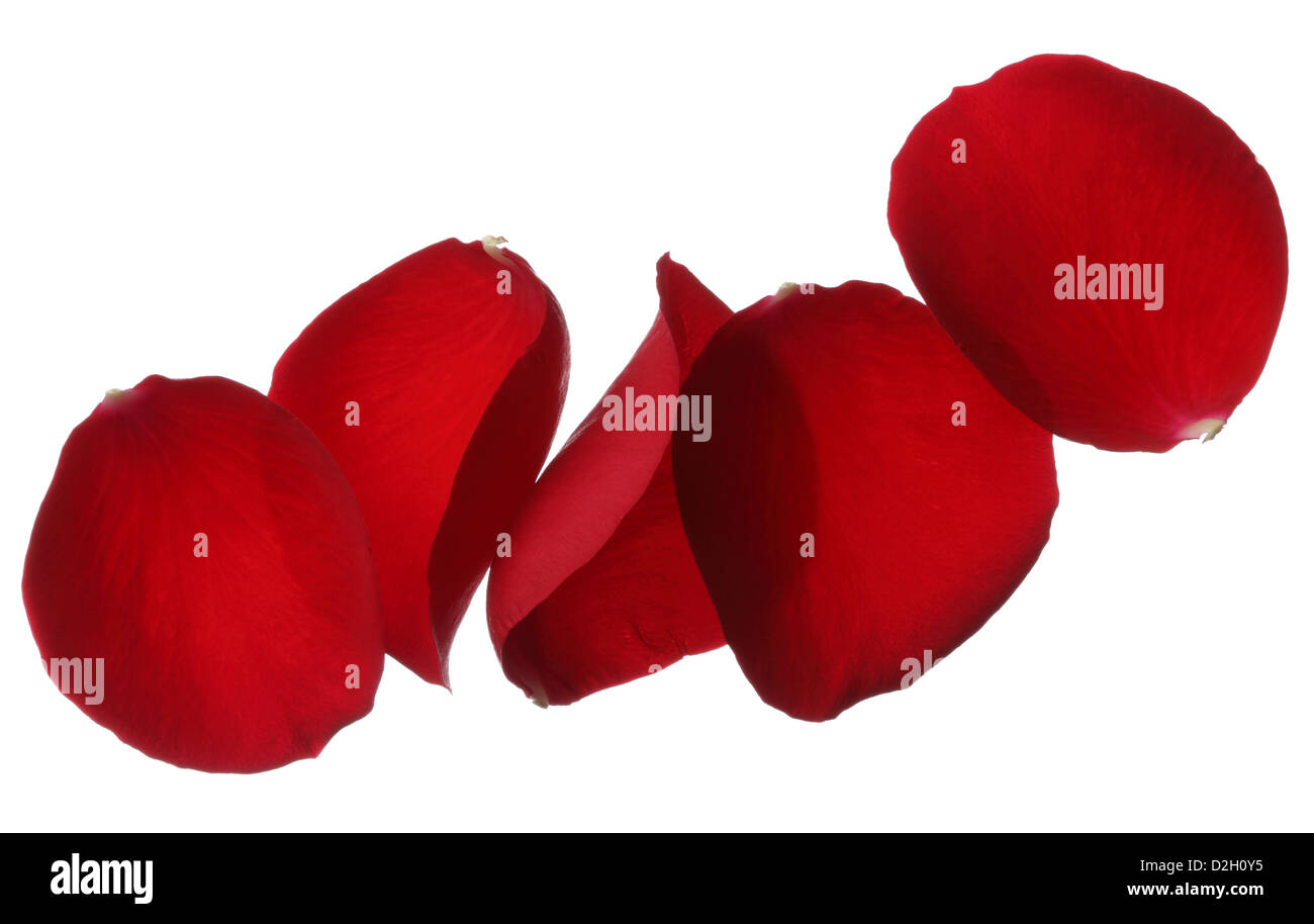 Red petali di rosa isolato su sfondo bianco Foto Stock