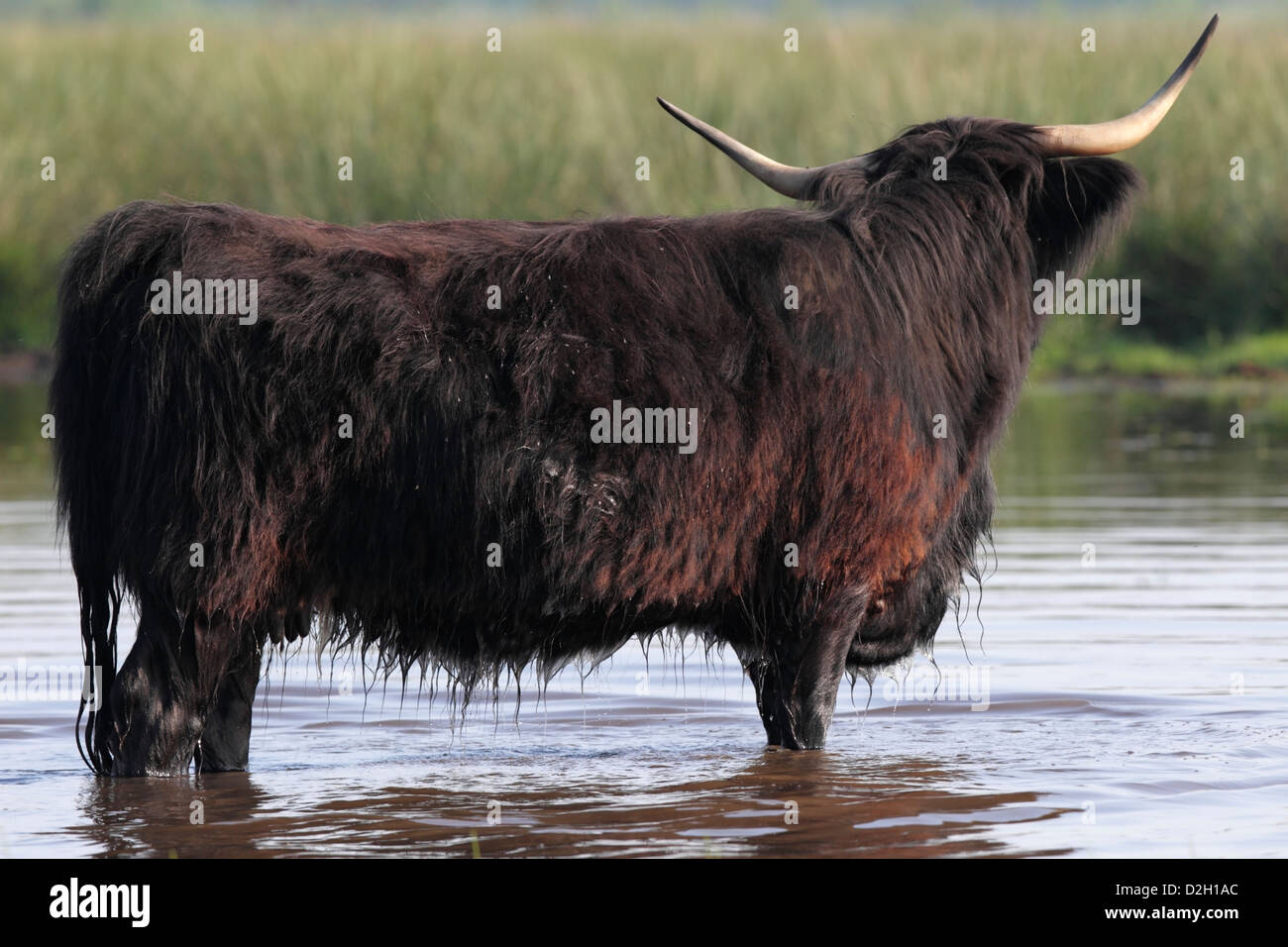 Highlander scozzese, Paesi Bassi Foto Stock