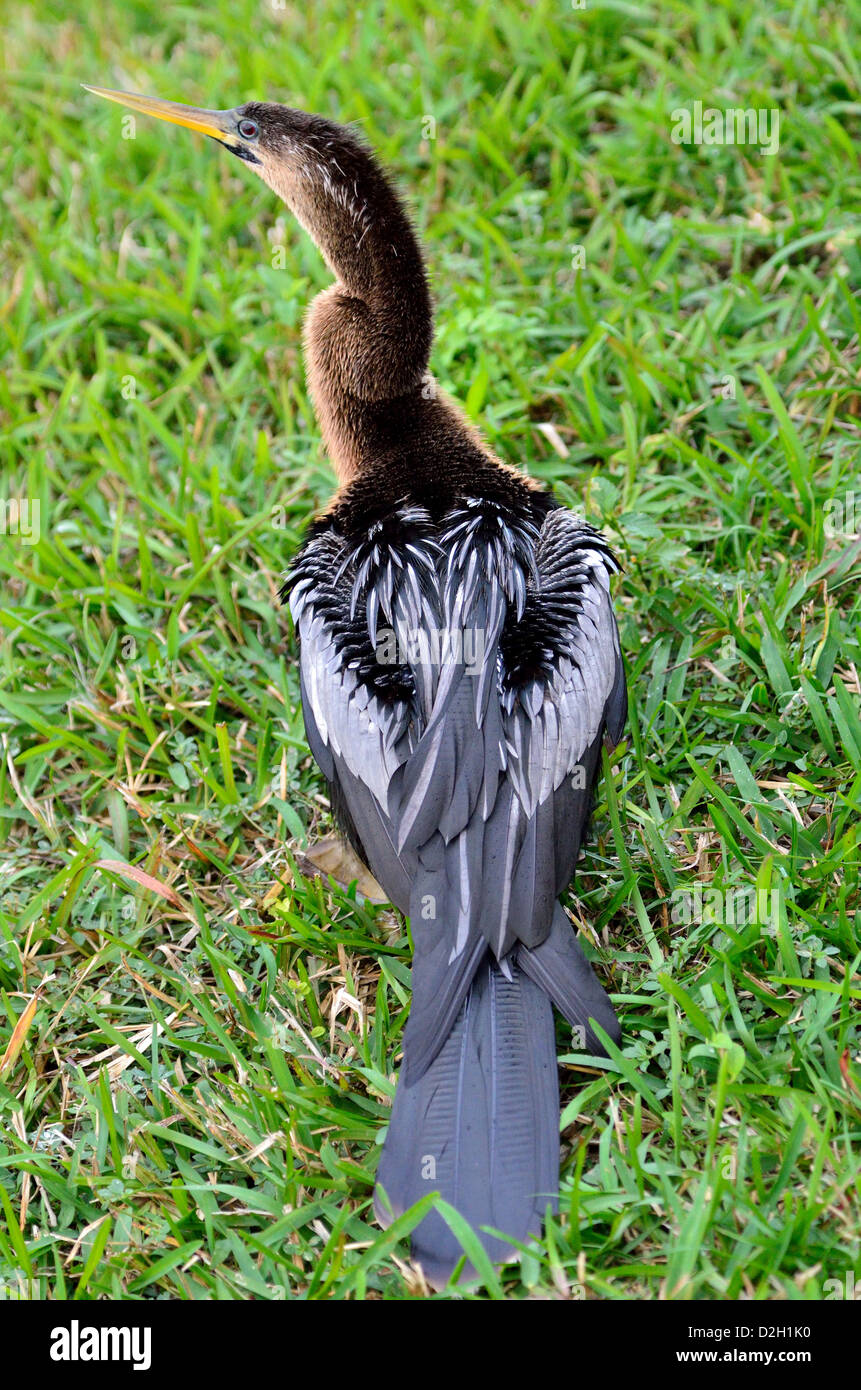 Una femmina anhinga. Il parco nazionale delle Everglades, Florida, Stati Uniti d'America. Foto Stock