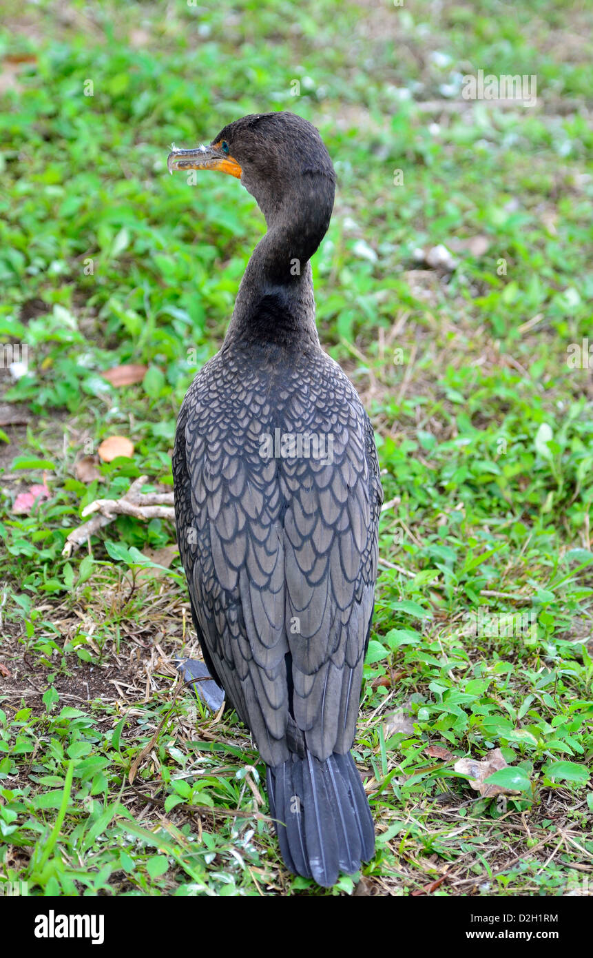 Un cormorano. Il parco nazionale delle Everglades, Florida, Stati Uniti d'America. Foto Stock