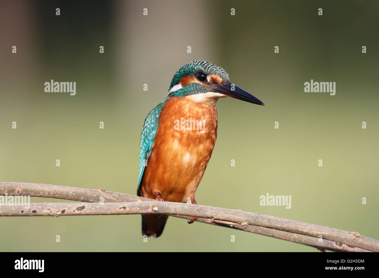 Kingfisher seduto su un ramo, Paesi Bassi Foto Stock
