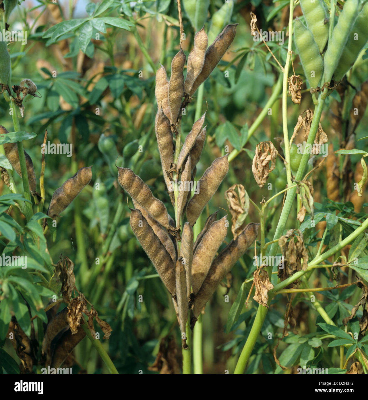 Mature di pods di Lupin varietà reciproca a bassa alcaloide varietà andina usato come concime verde o alimentazione di bestiame raccolto Foto Stock