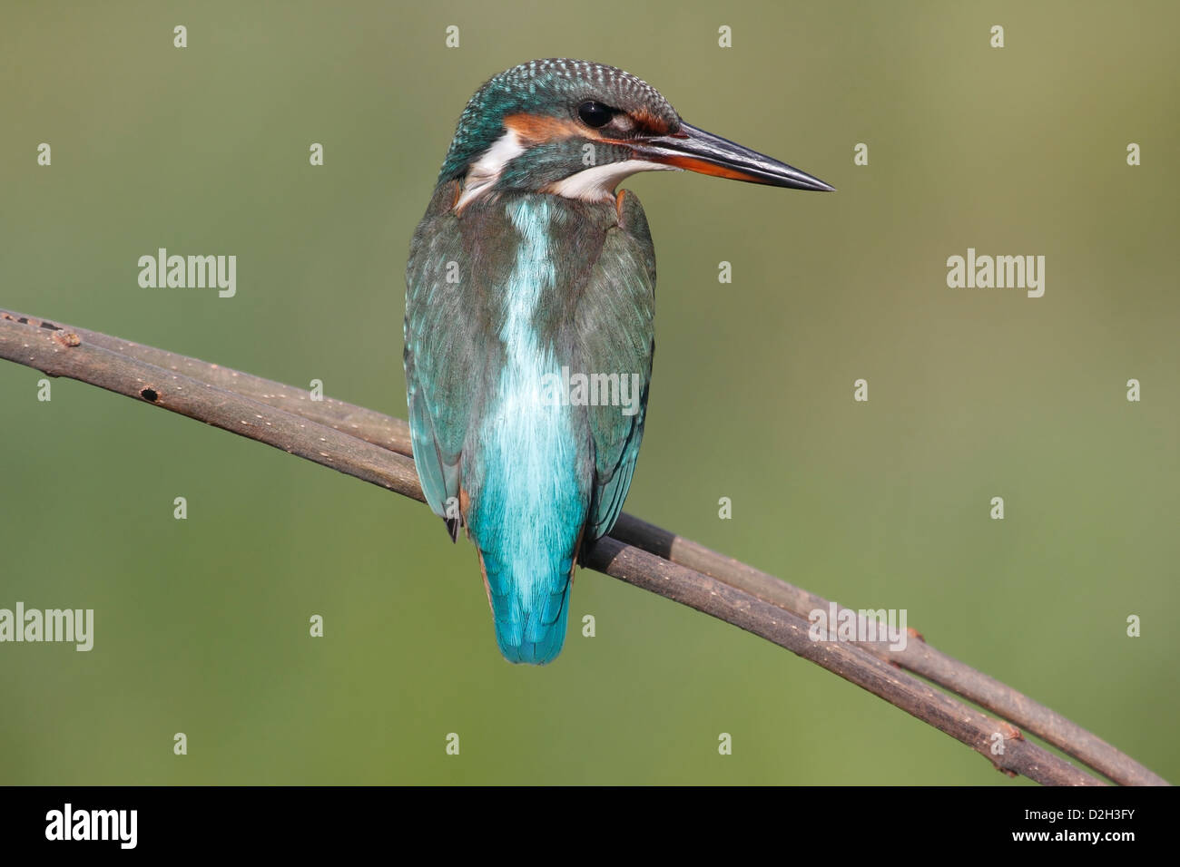 Kingfisher seduto su un ramo, Paesi Bassi Foto Stock