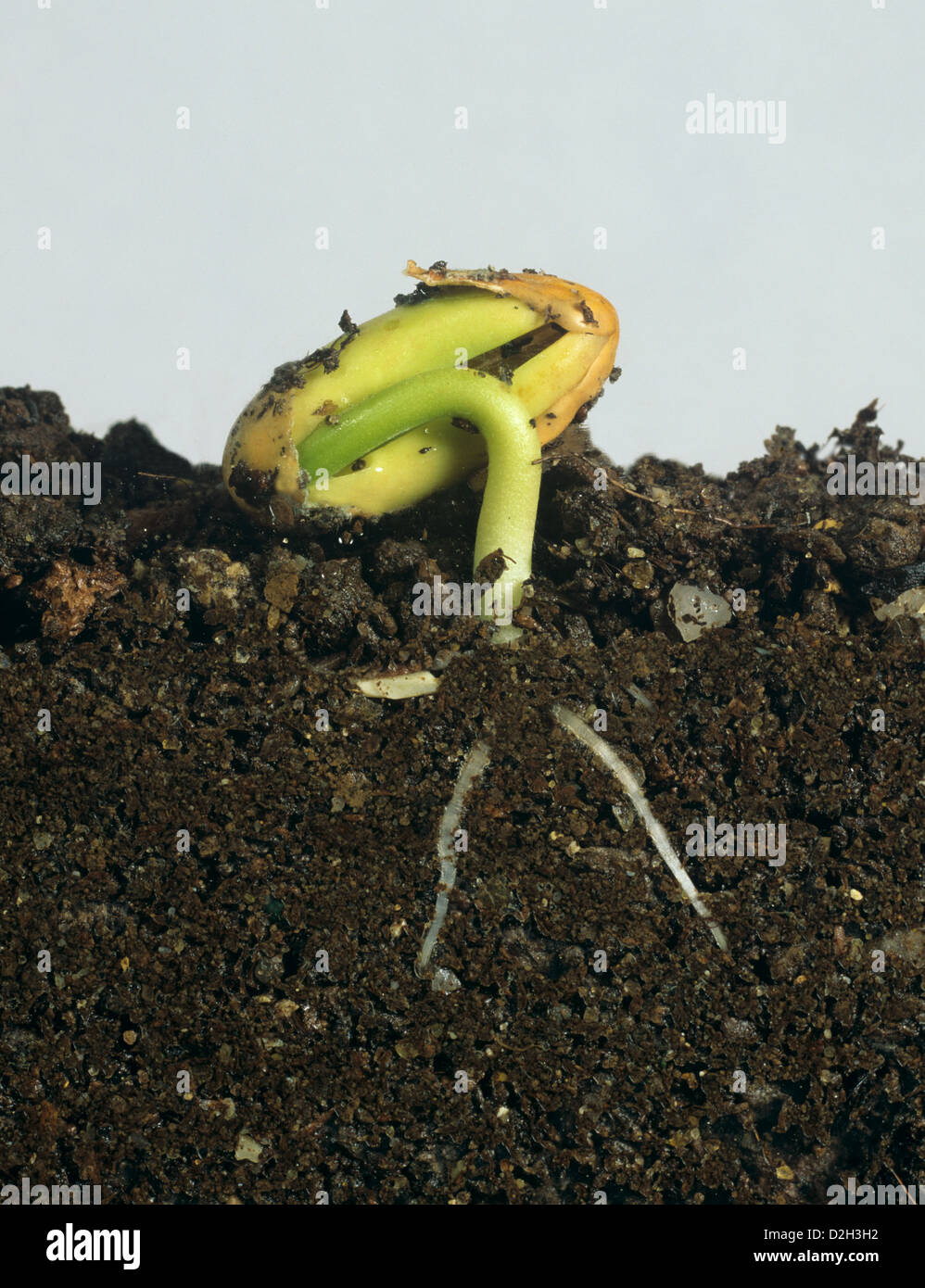 Verde fagiolo, paseolus vulgaris, la germinazione di semi e lo sviluppo di radici e foglie di sementi circa per aprire Foto Stock