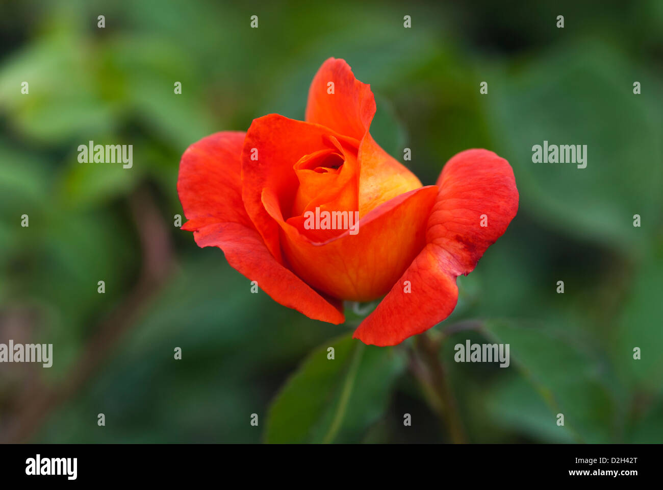 ROSA Super Trouper Foto Stock