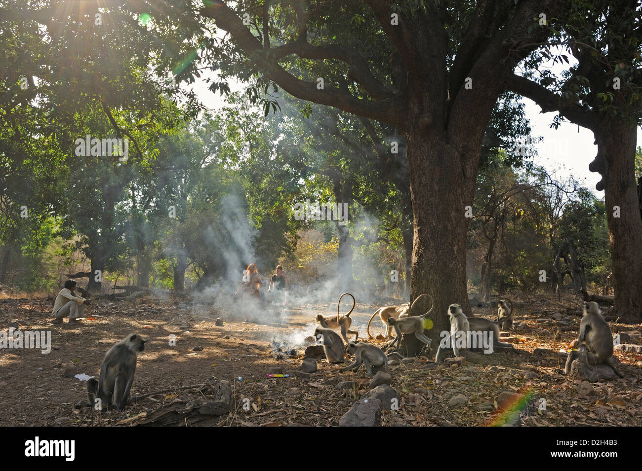 Pellegrini alimentazione scimmie langur vicino al fort nel parco nazionale di Ranthambore Foto Stock