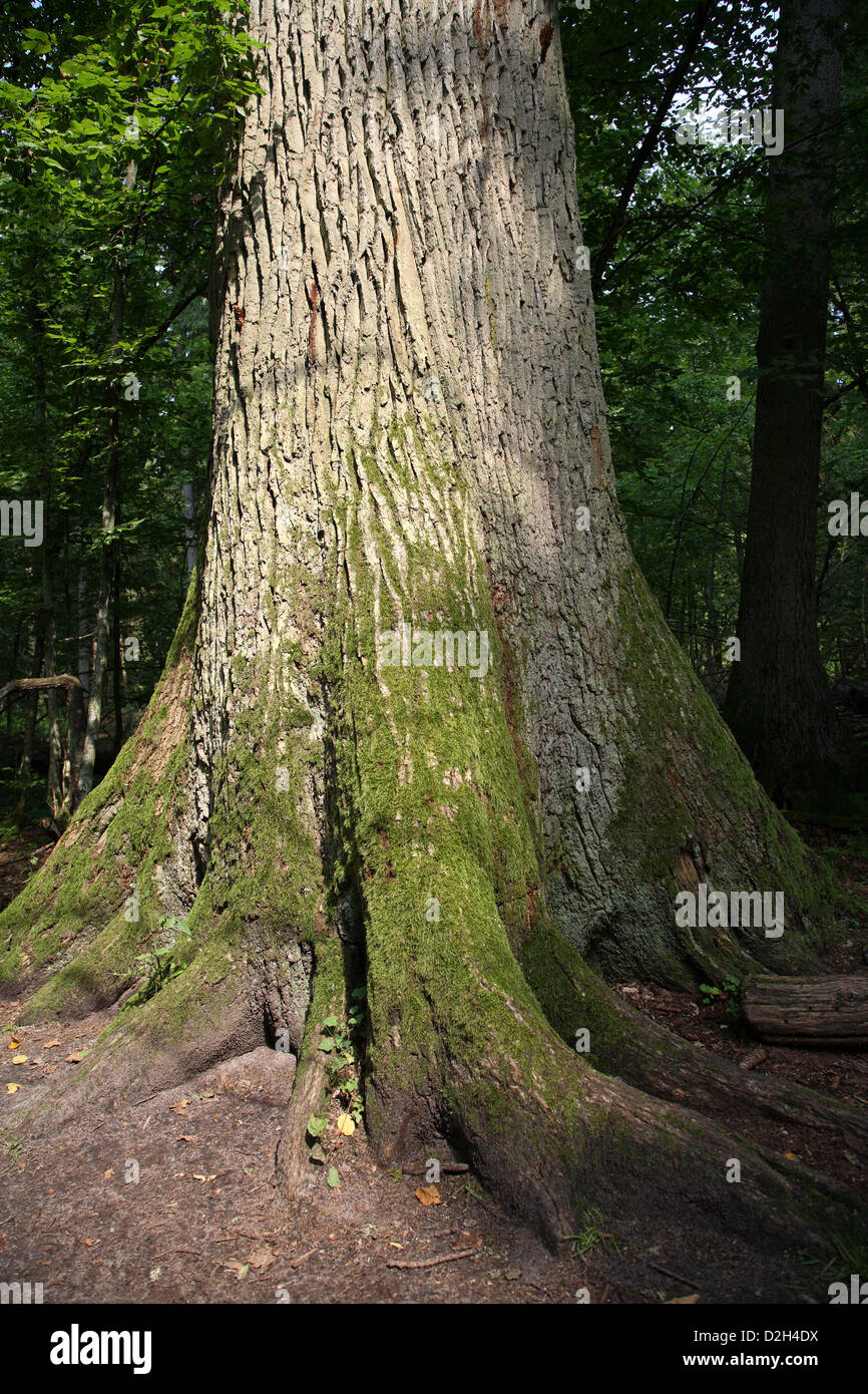 Bialowieza, Polonia, albero tronco di una vecchia quercia in Bialowieza National Park Foto Stock