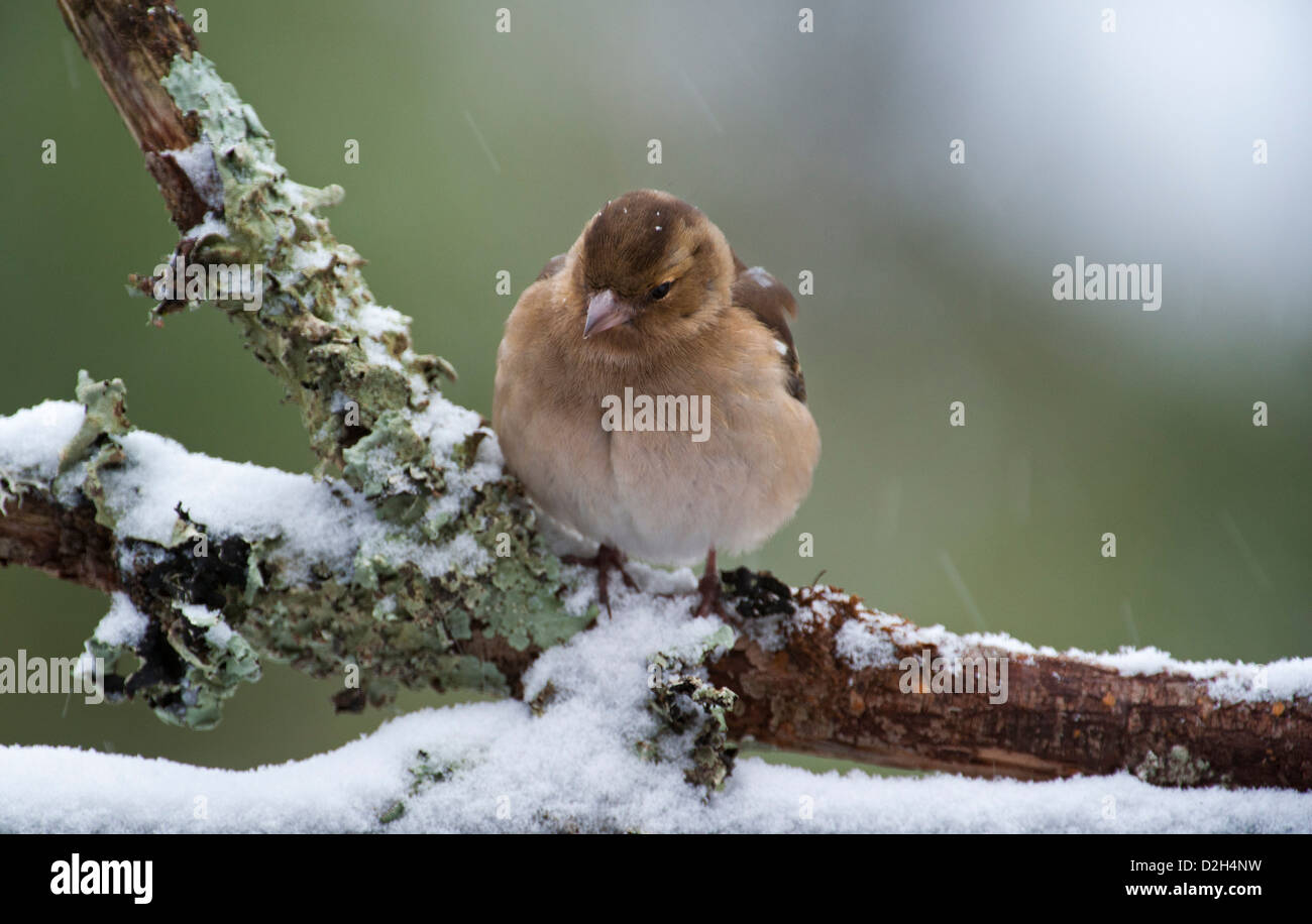 Comune (fringuello Fringilla coelebs) femmina con arruffare le piume appollaiato sul ramo nella foresta durante la doccia di neve in inverno Foto Stock