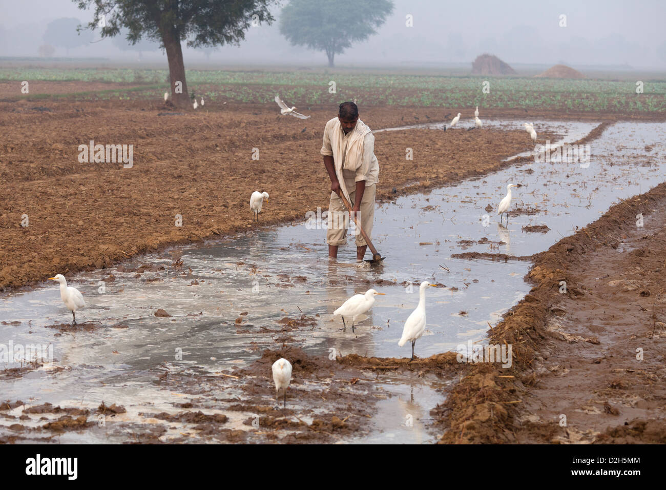 India, Uttar Pradesh, agricoltore lavora su dighe di irrigazione nel campo Foto Stock