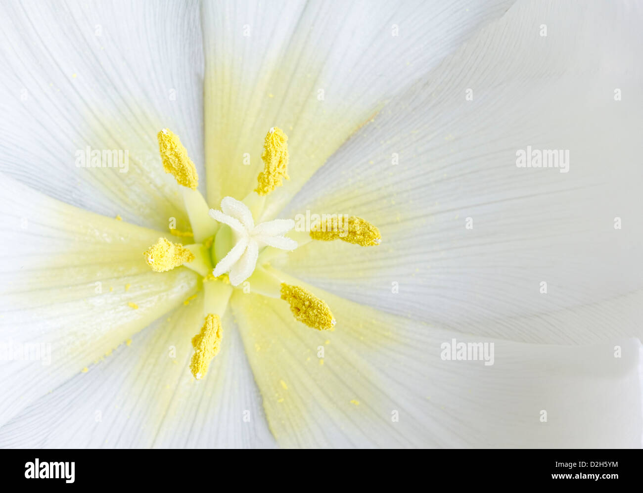 Extreme Chiudi immagine all'interno del tulipano bianco fiore Foto Stock