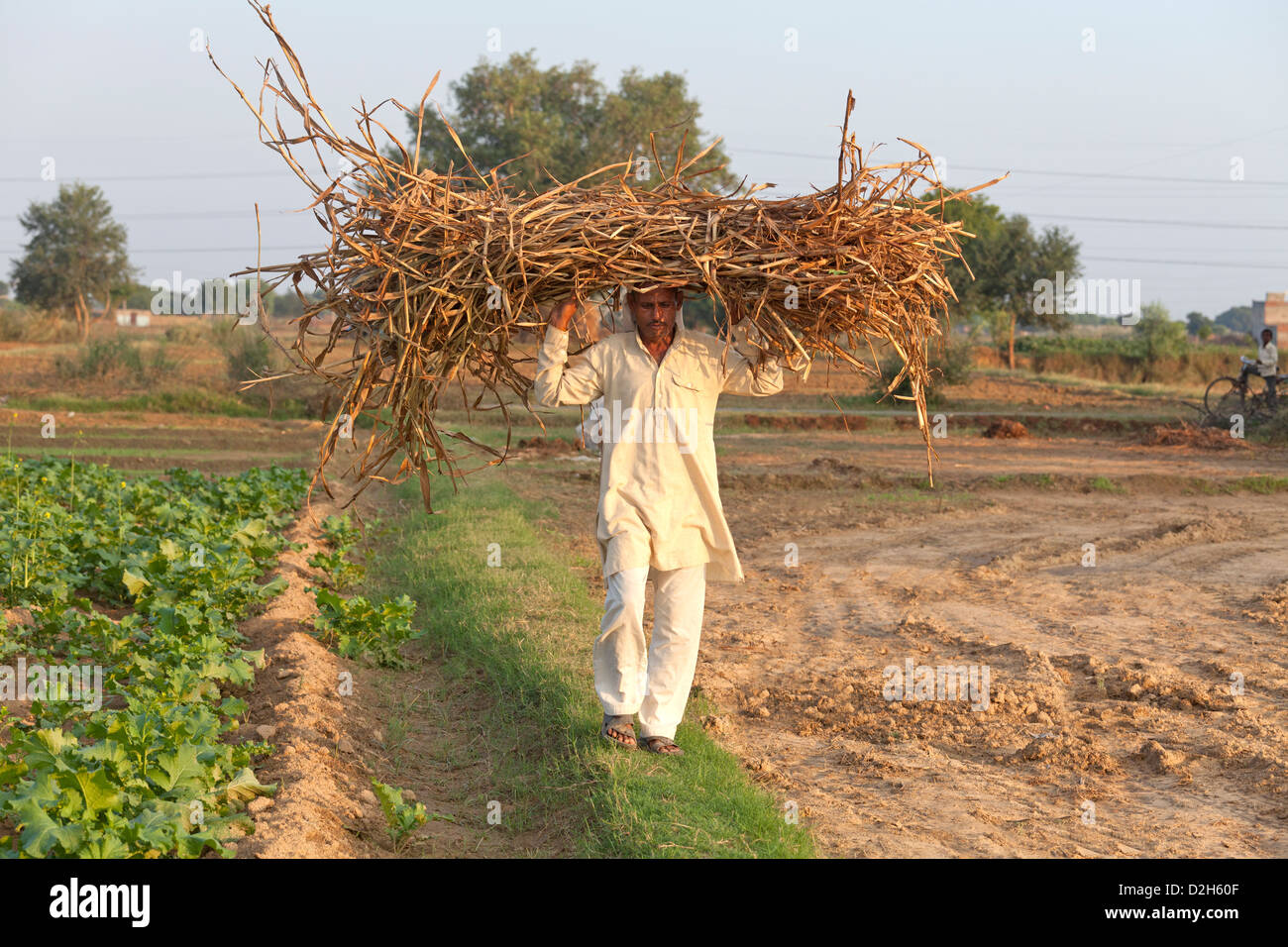 India, Uttar Pradesh, Agra agricoltore portante il carico di raccolto attraverso il campo Foto Stock