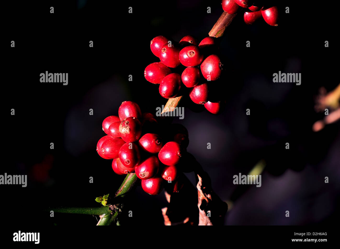 Il caffè Foto Stock