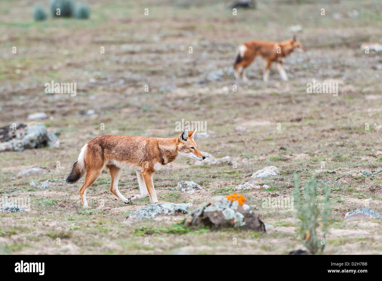 Etiope Lupo (Canis simensis), Bale mountains national park, Etiopia Foto Stock