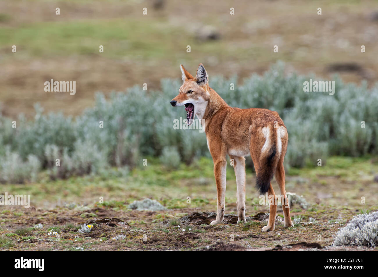 Etiope Lupo (Canis simensis), Bale mountains national park, Etiopia Foto Stock