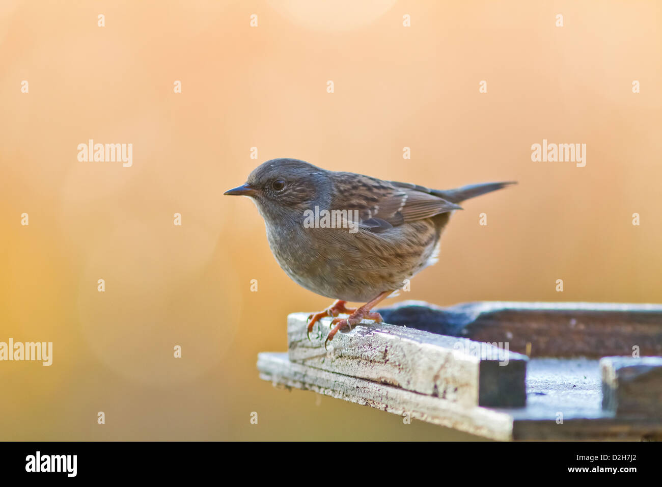 Hedge sparrow (dunnock) Foto Stock