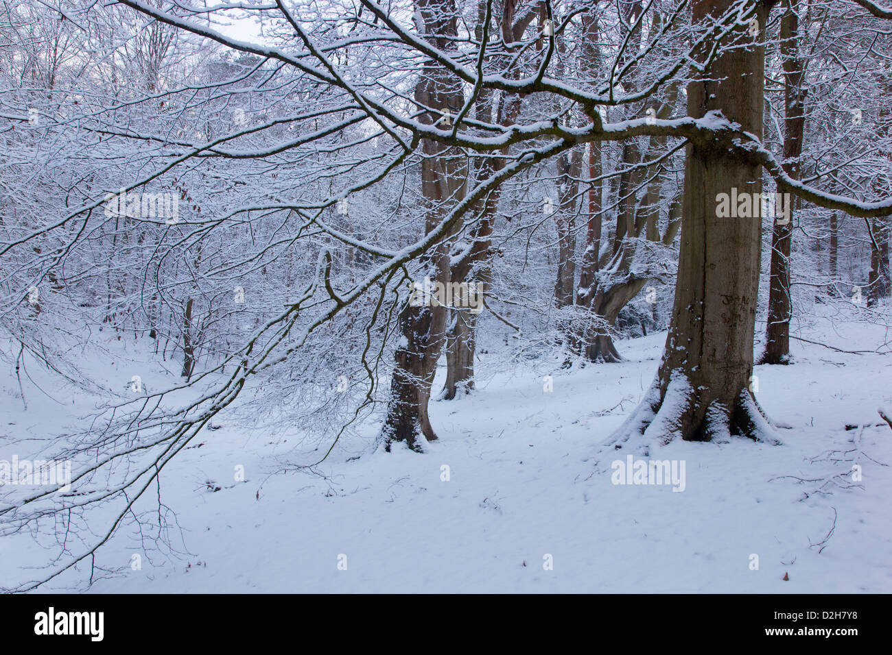 Bosco di faggi presso la bocca di Lions Felbrigg NORFOLK REGNO UNITO nella neve Foto Stock