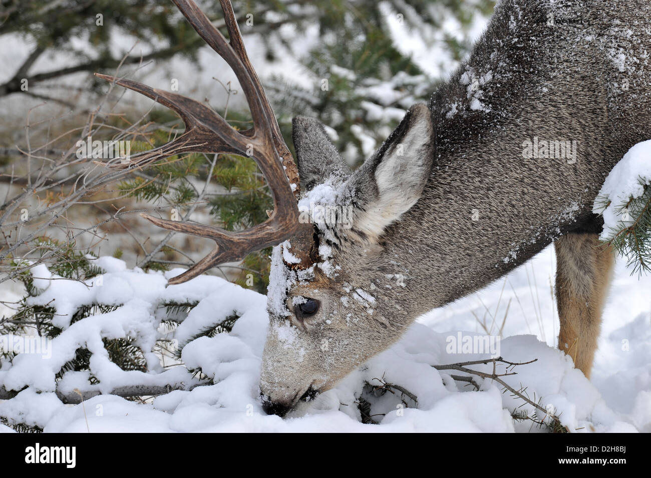 Una vista laterale di un mulo cervo buck con la sua testa in basso Foto Stock
