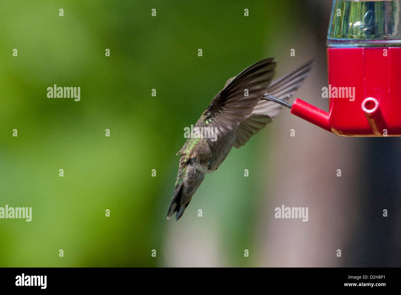 Anna (Hummingbird Calypte anna) in bilico & alimentando ad un colibrì alimentatore di Nanaimo, Isola di Vancouver, BC, Canada in giugno Foto Stock