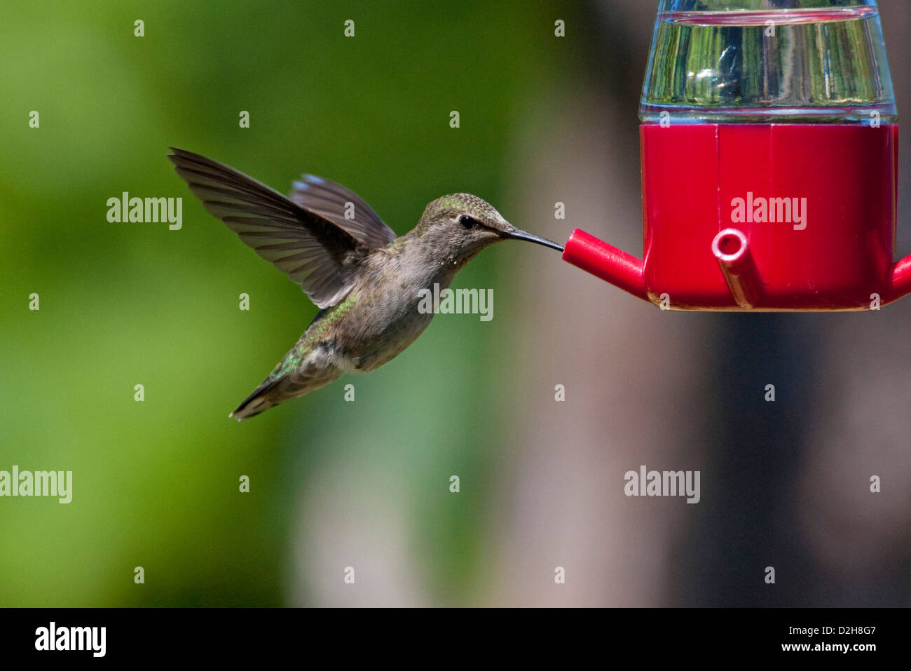 Anna (Hummingbird Calypte anna) in bilico & alimentando ad un colibrì alimentatore di Nanaimo, Isola di Vancouver, BC, Canada in giugno Foto Stock