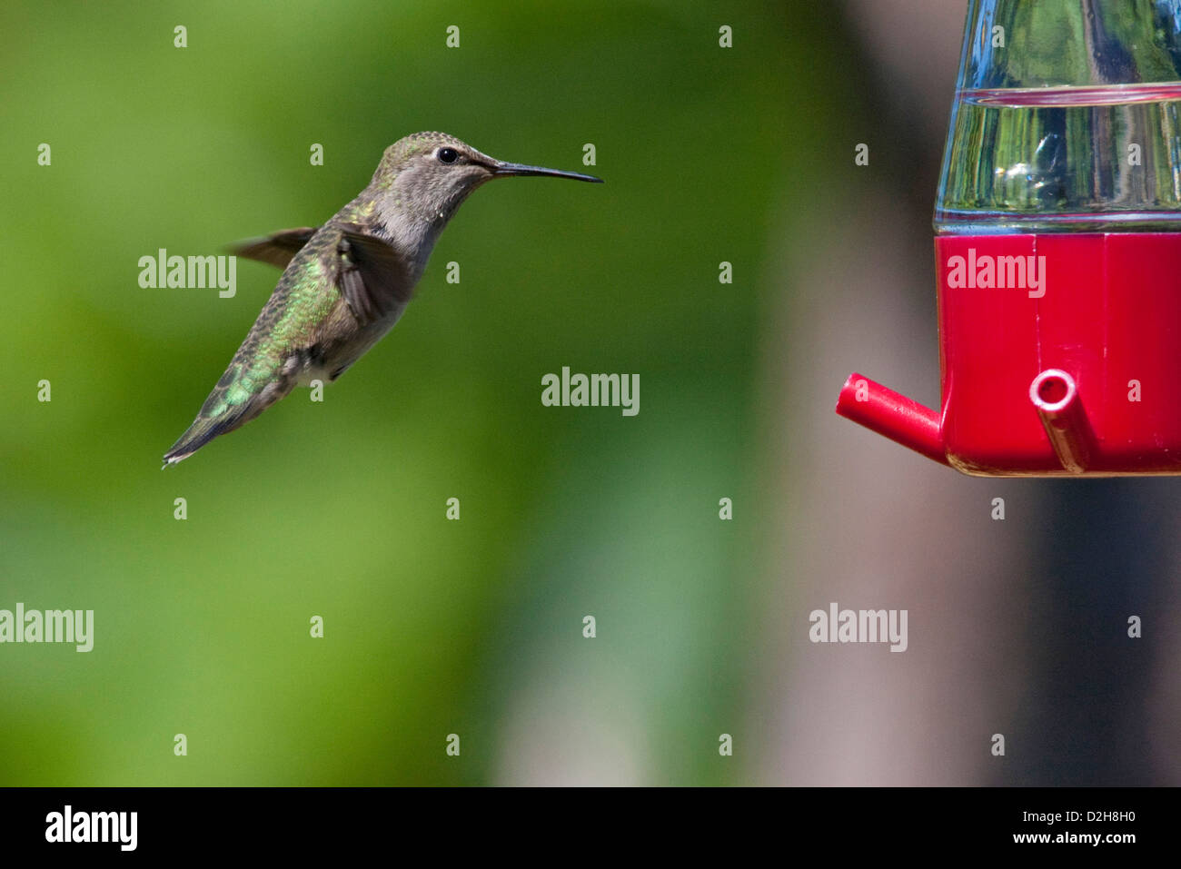 Anna (Hummingbird Calypte anna) in bilico & alimentando ad un colibrì alimentatore di Nanaimo, Isola di Vancouver, BC, Canada in giugno Foto Stock
